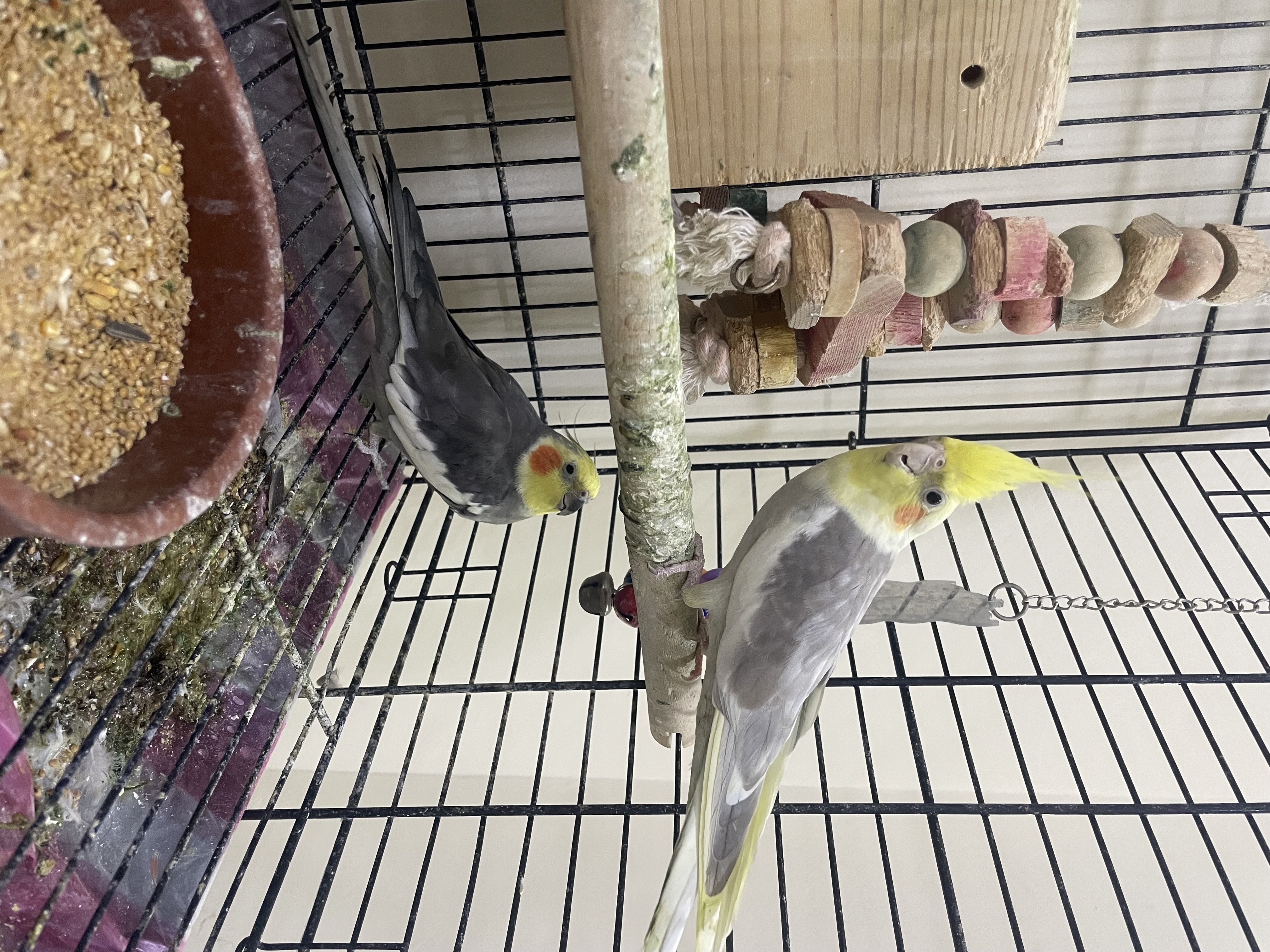 Beautiful and very cute Birds  - Image 4