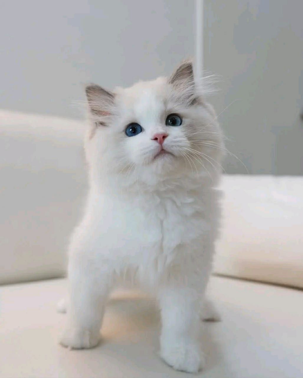 Ragdoll kitten available for adoption - Image 1
