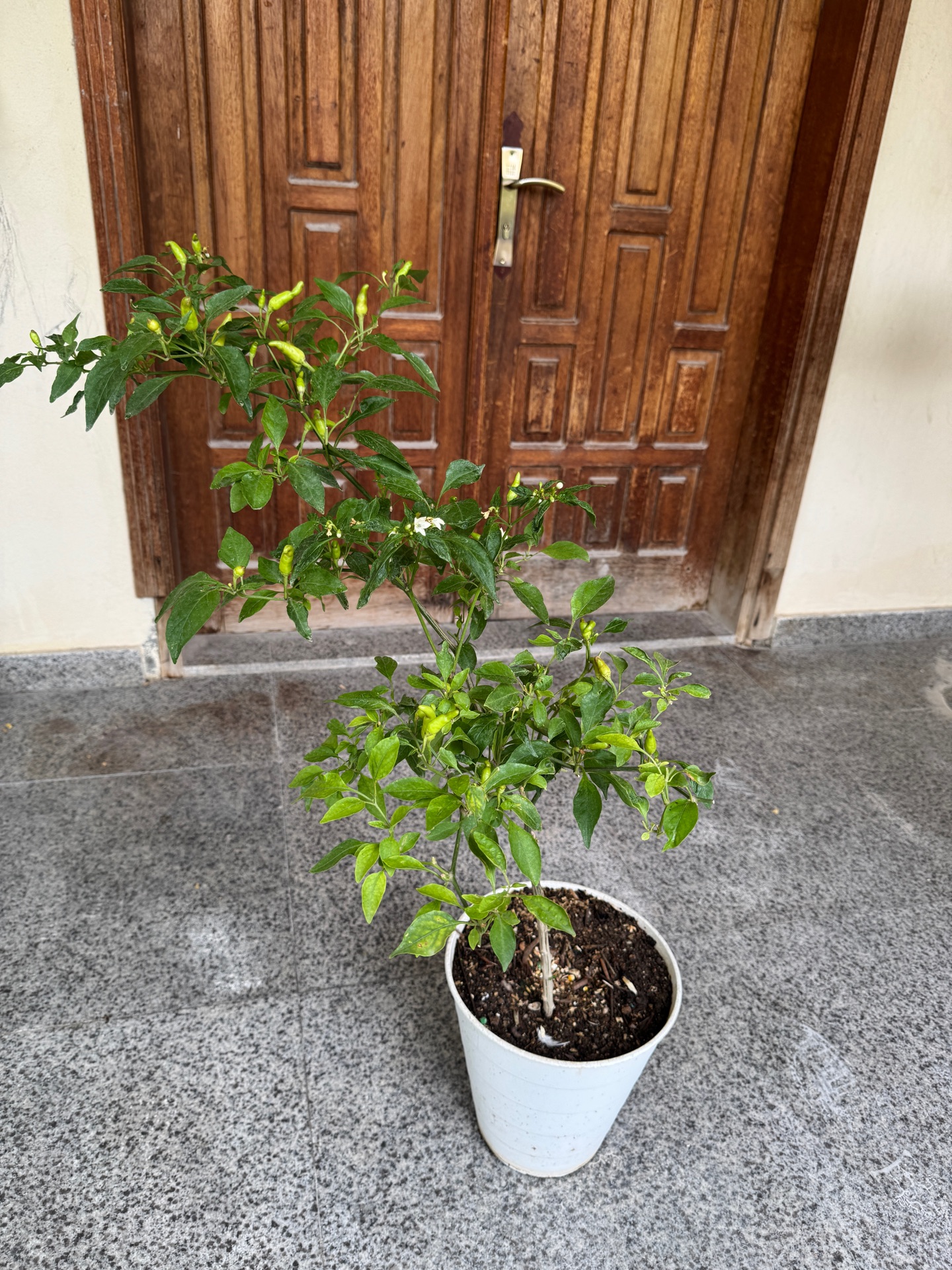 Plants for sale - Image 7