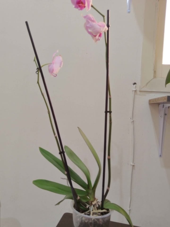 flowering plant - Image 6