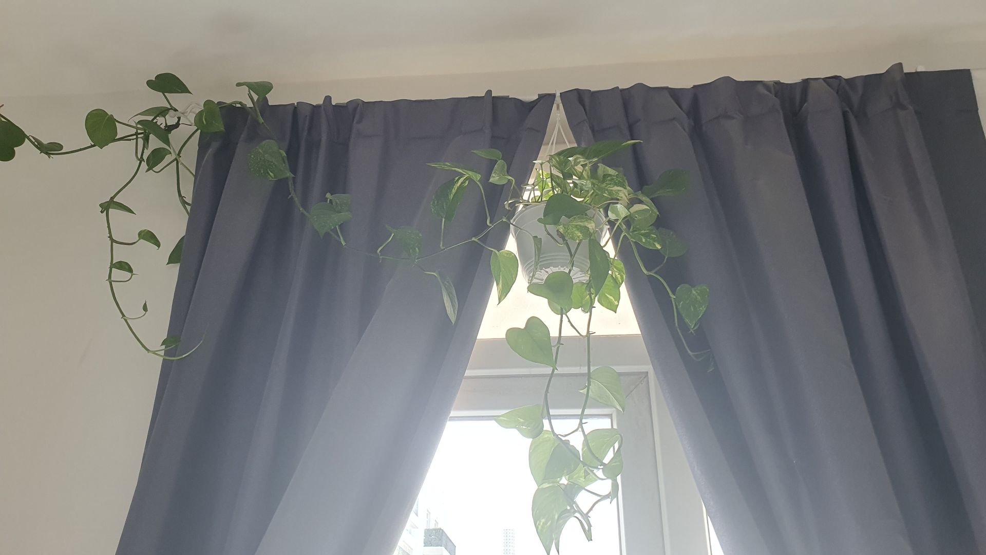 Pothos for 45qar - Image 4