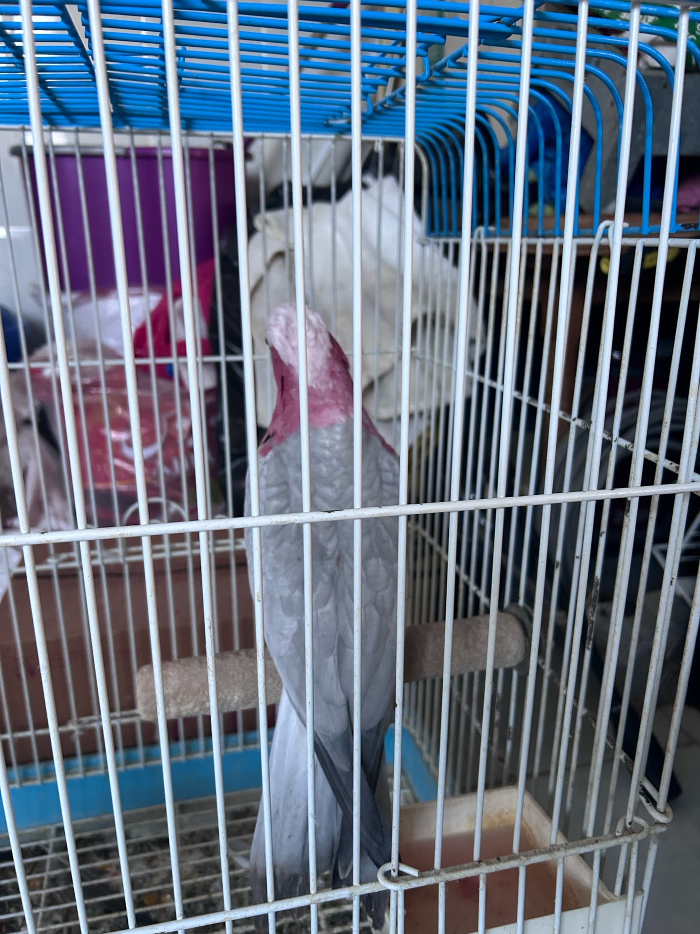 Galah - Image 1