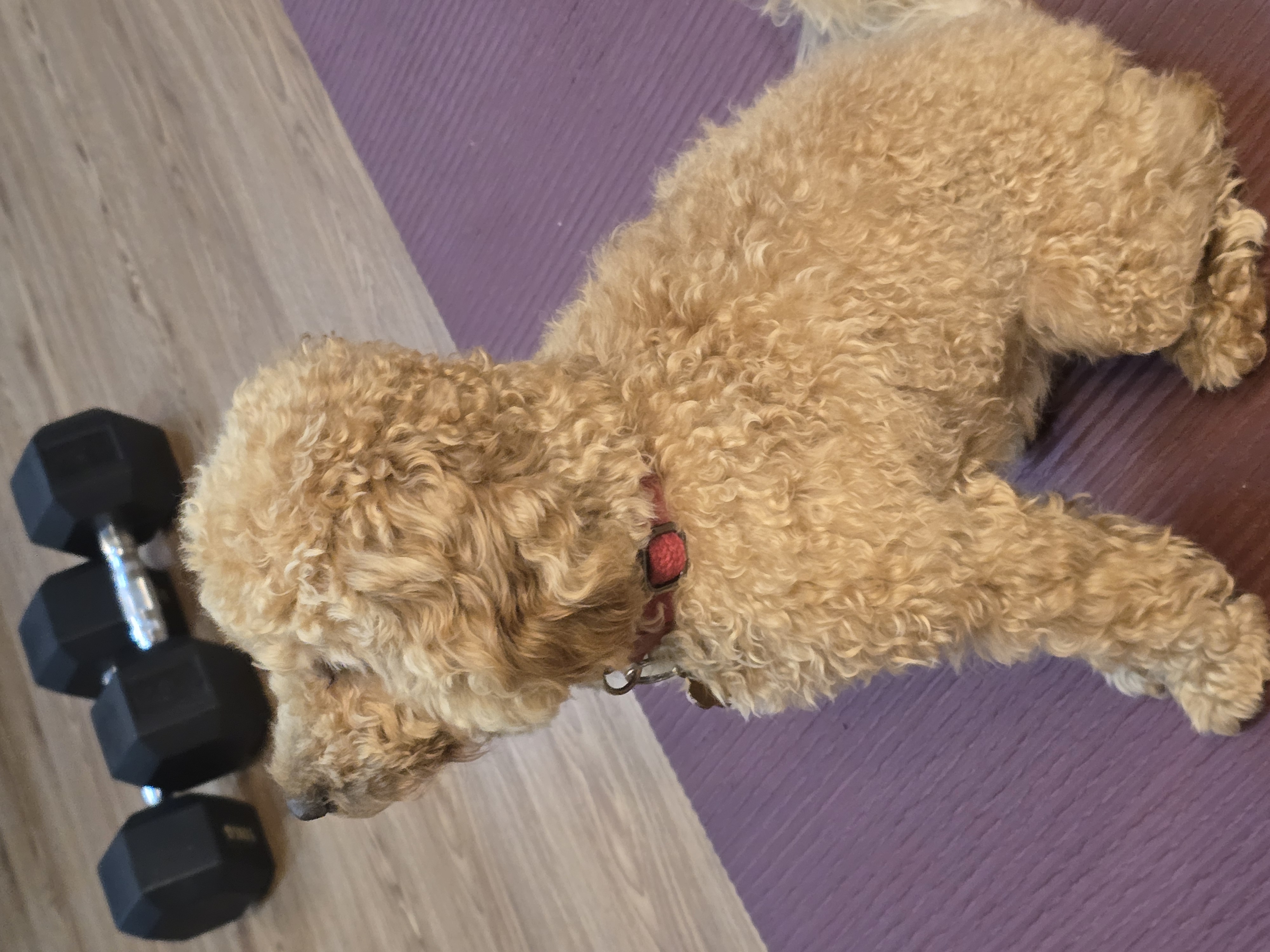 Toy poodle - Image 3