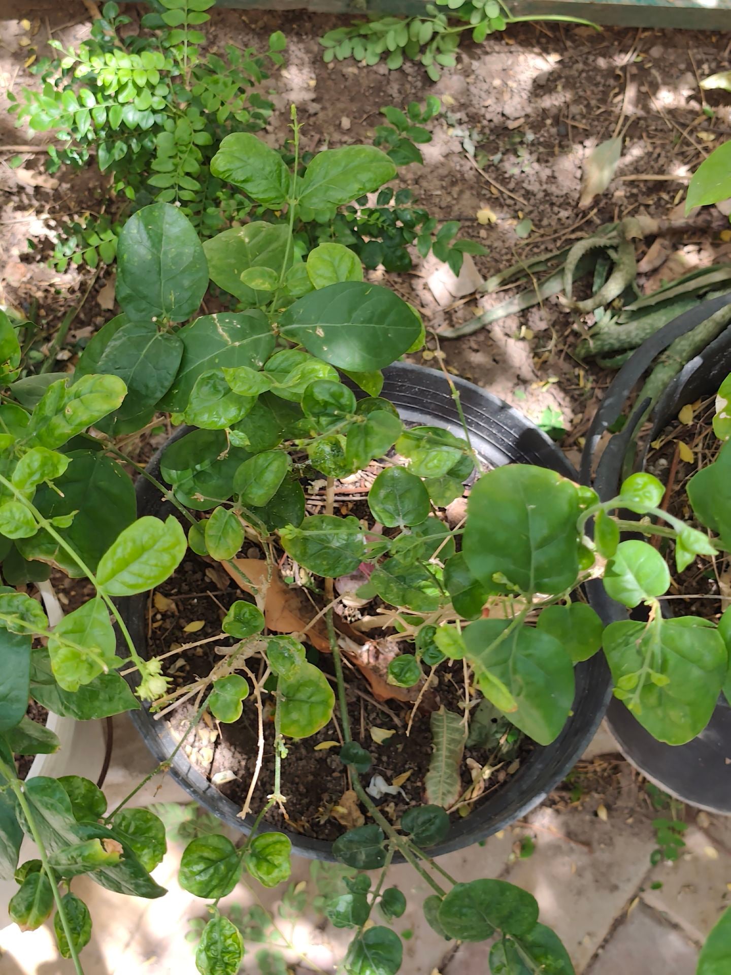 Jasmine plant ☘️ - Image 2
