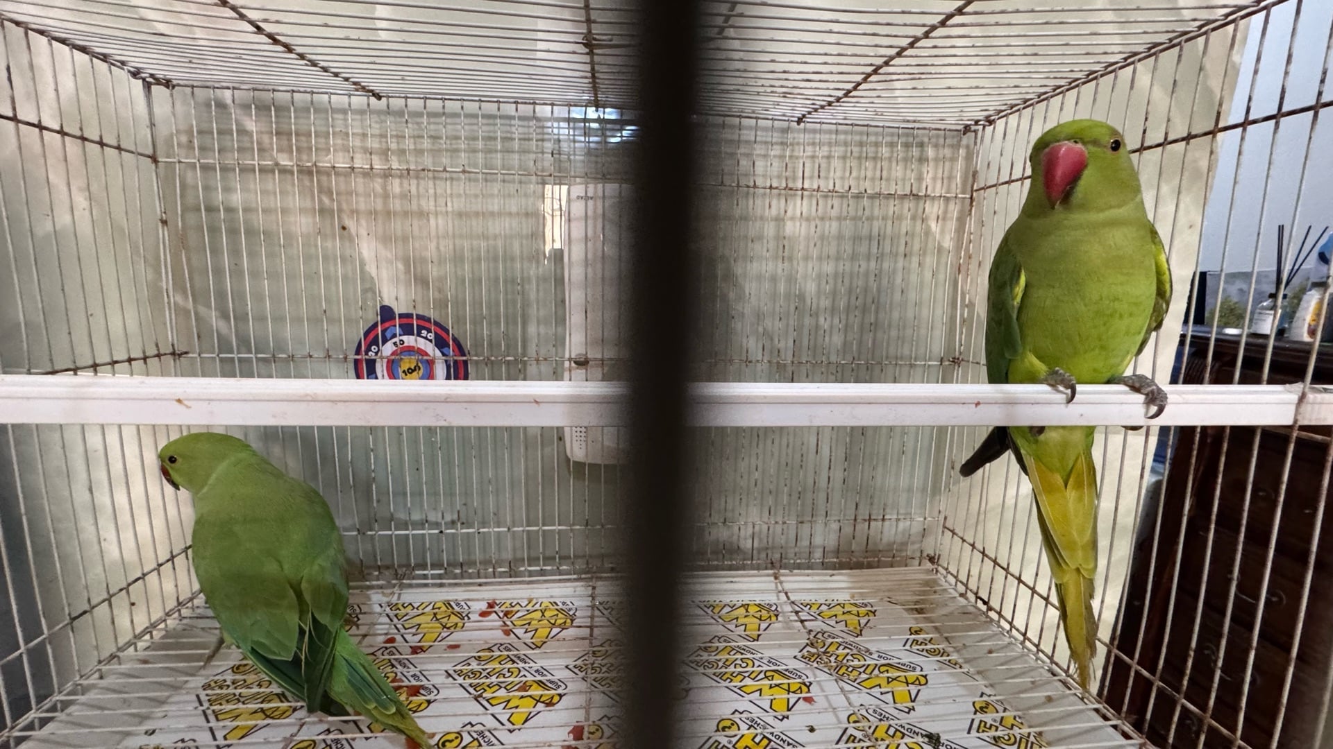 2 indian parrot with cage - Image 2