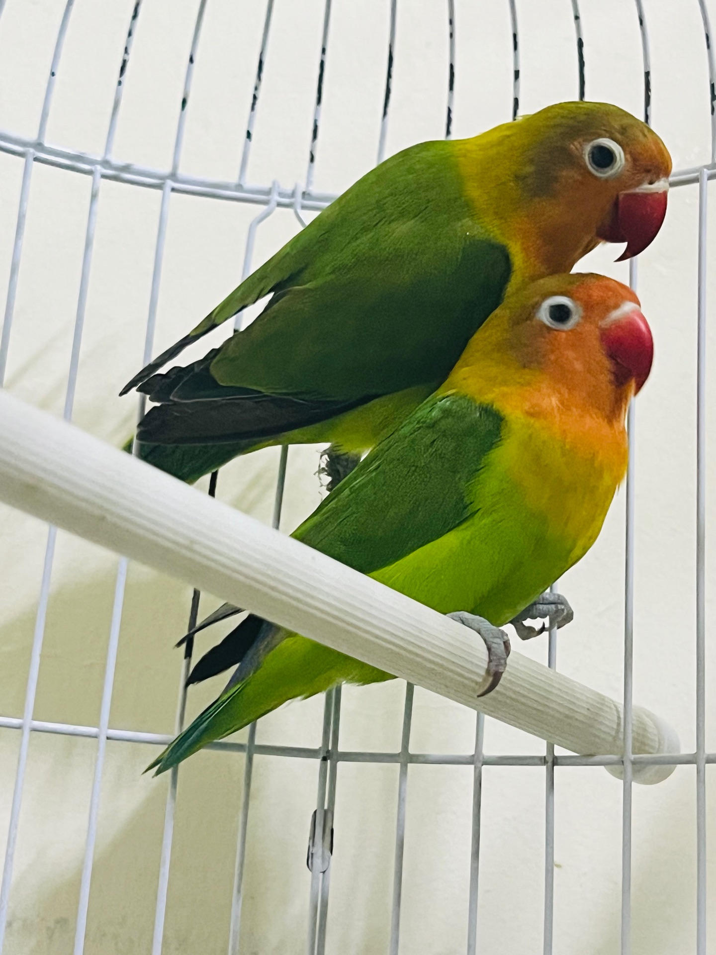 One pair of African Love Birds for sale - Image 1