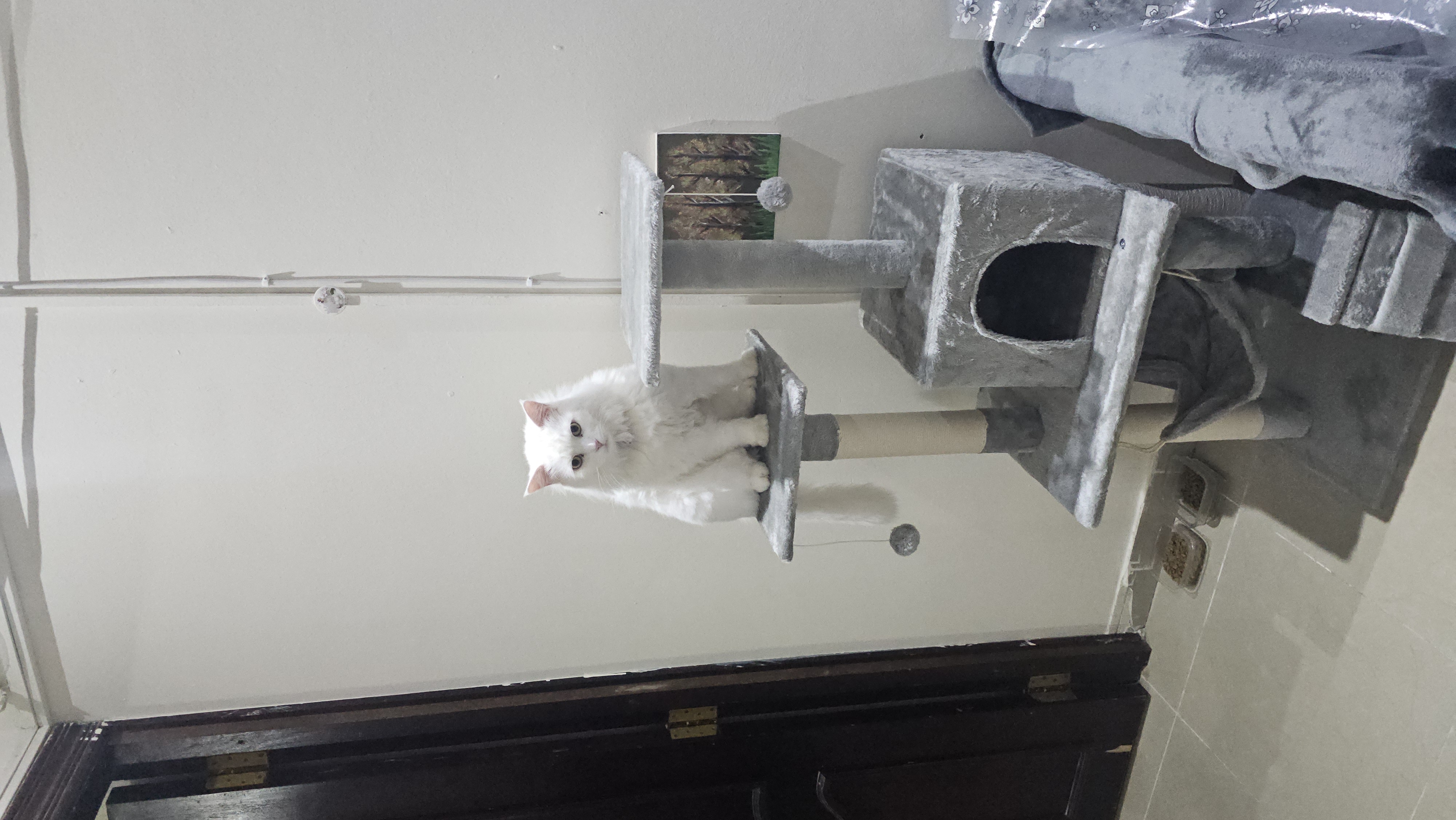 Two cats for adoption - Image 5