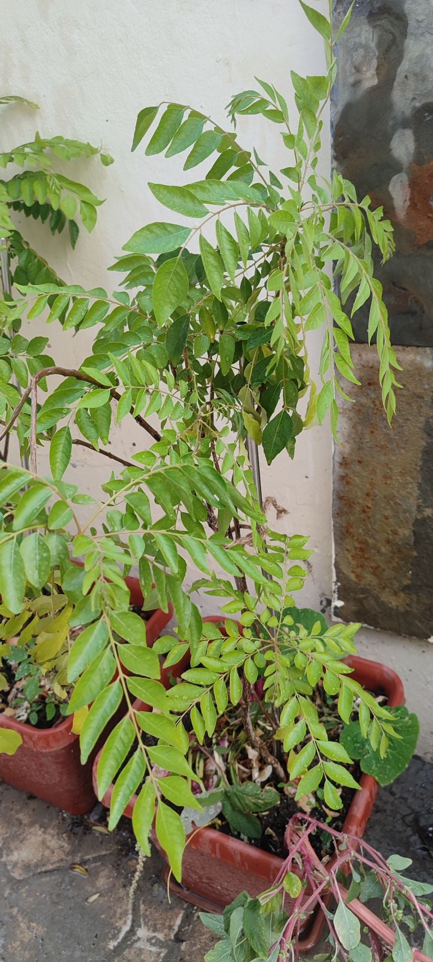 Curry leaves Plants for sale  - Image 3