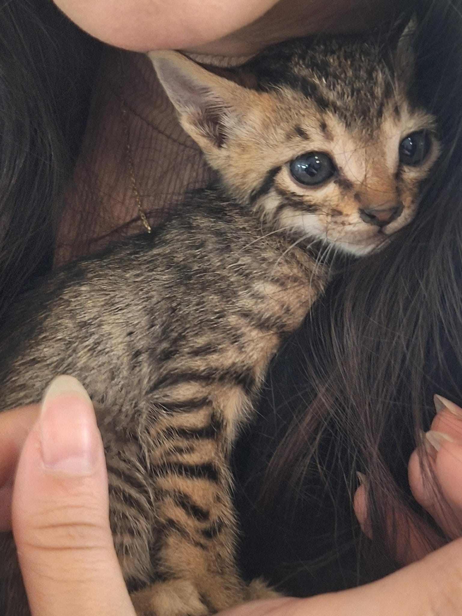 Two kittens  - Image 2