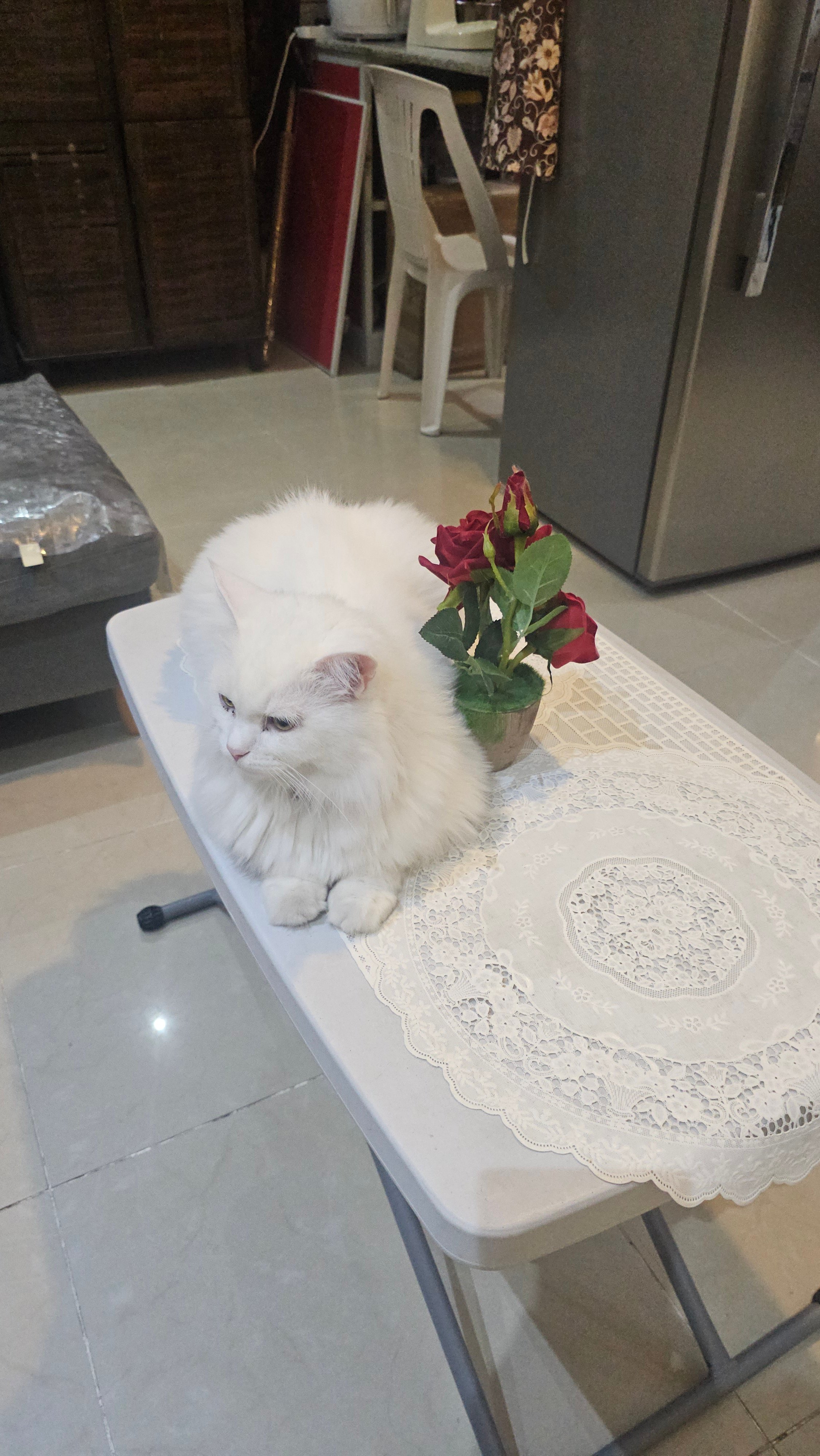 Two cats for adoption - Image 4
