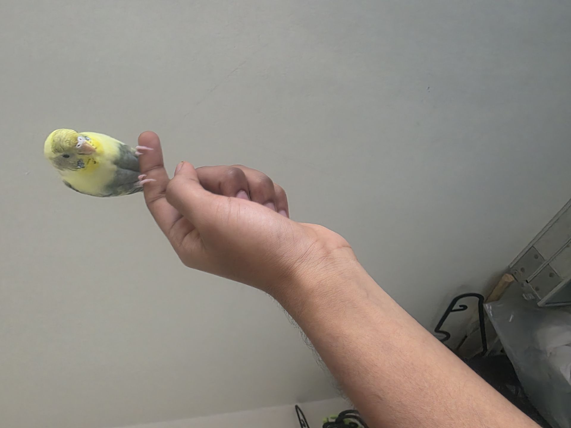 Male and female Love birds available for sale - Image 7