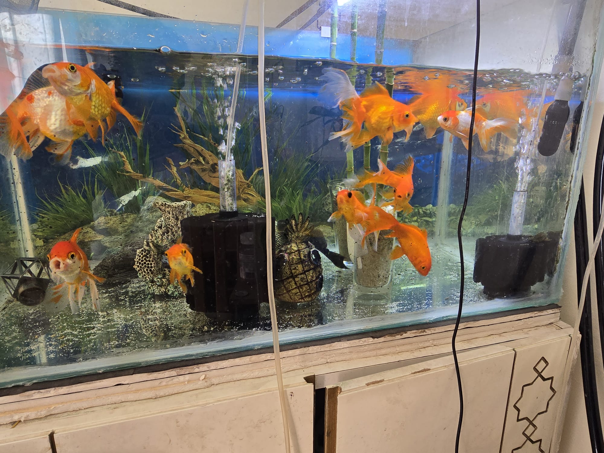 Big Size Gold Fish 10 Nos  - Image 3
