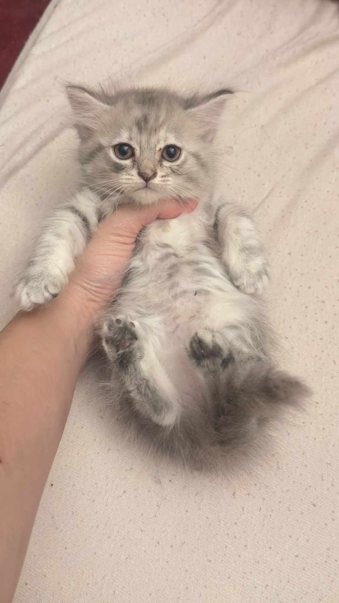 Female Kitten, looking for a Comfortable New Home - Image 2