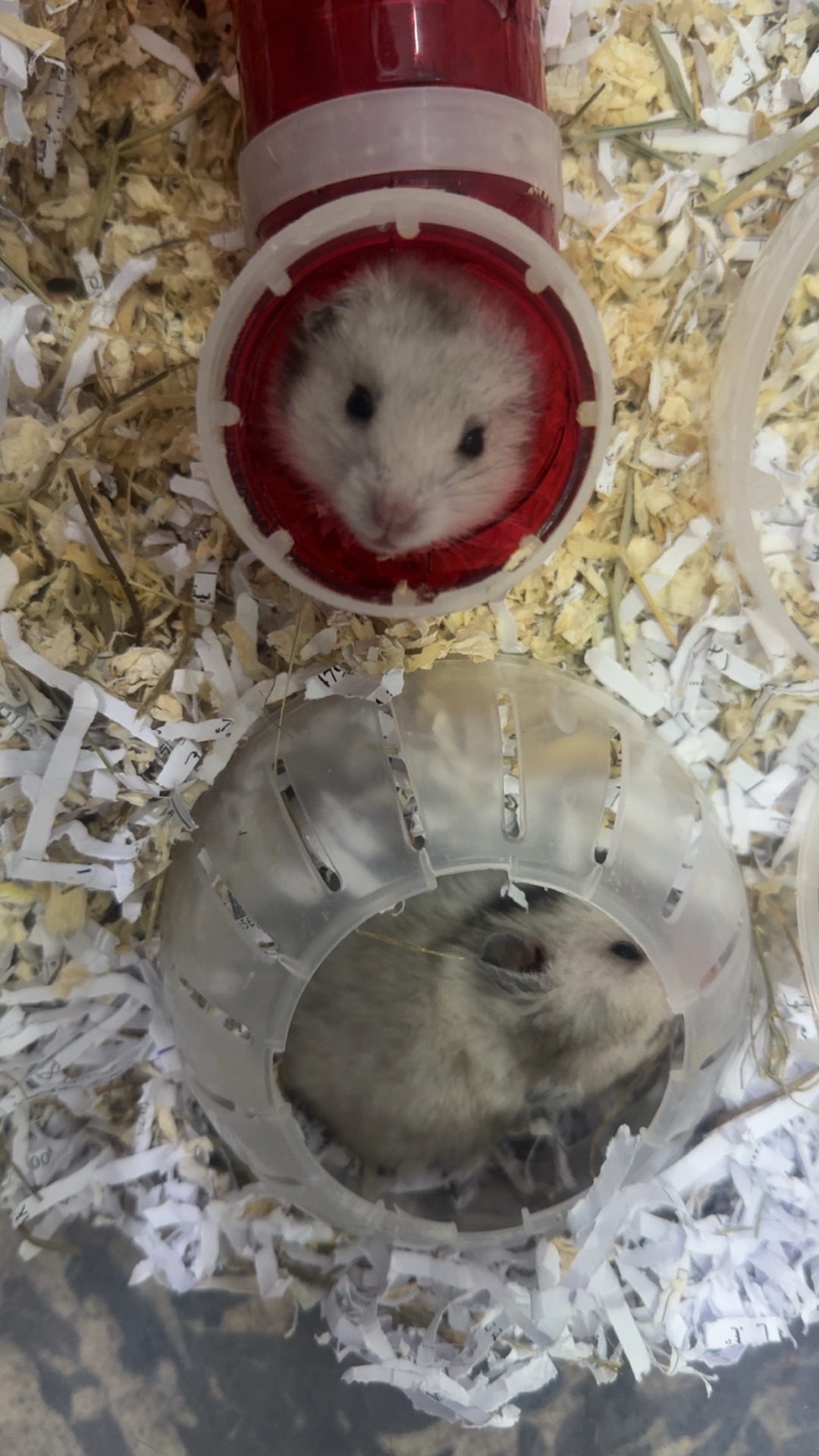 5 hamster with cage - Image 3