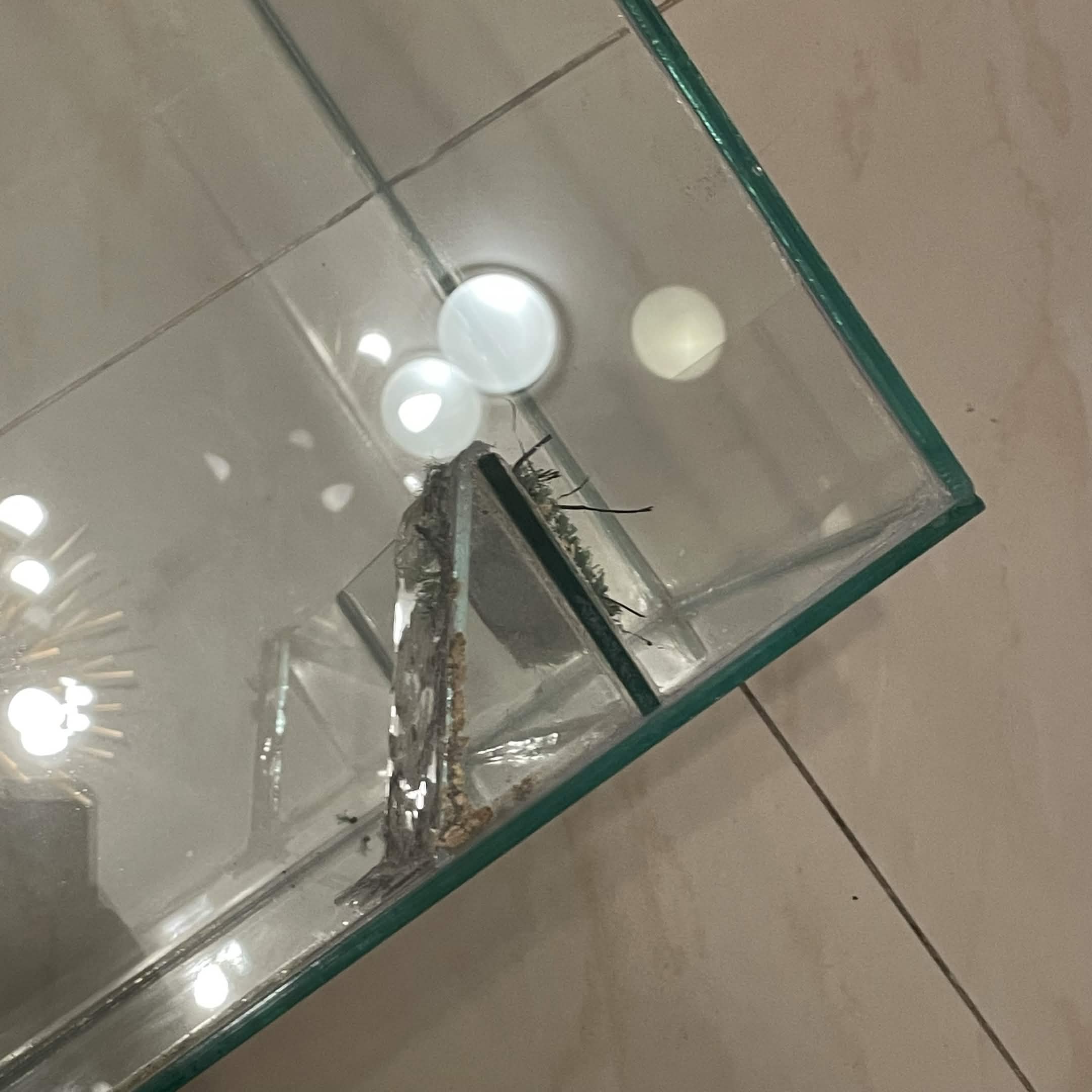 Reptile/Amphibian/Rodent Glass Tank - Image 9