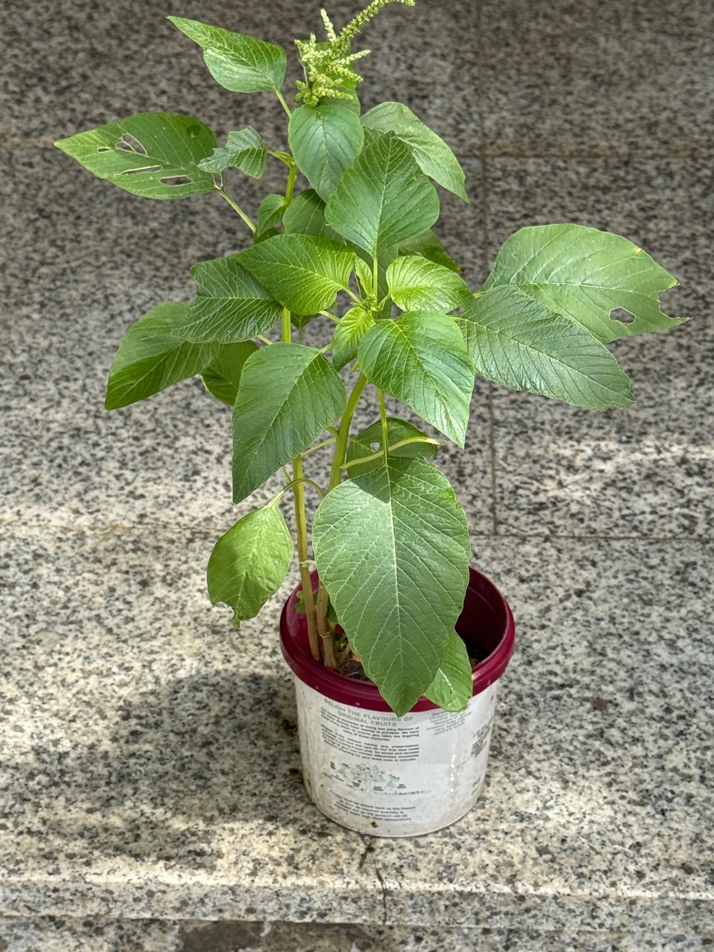 Plants for sale - Image 4