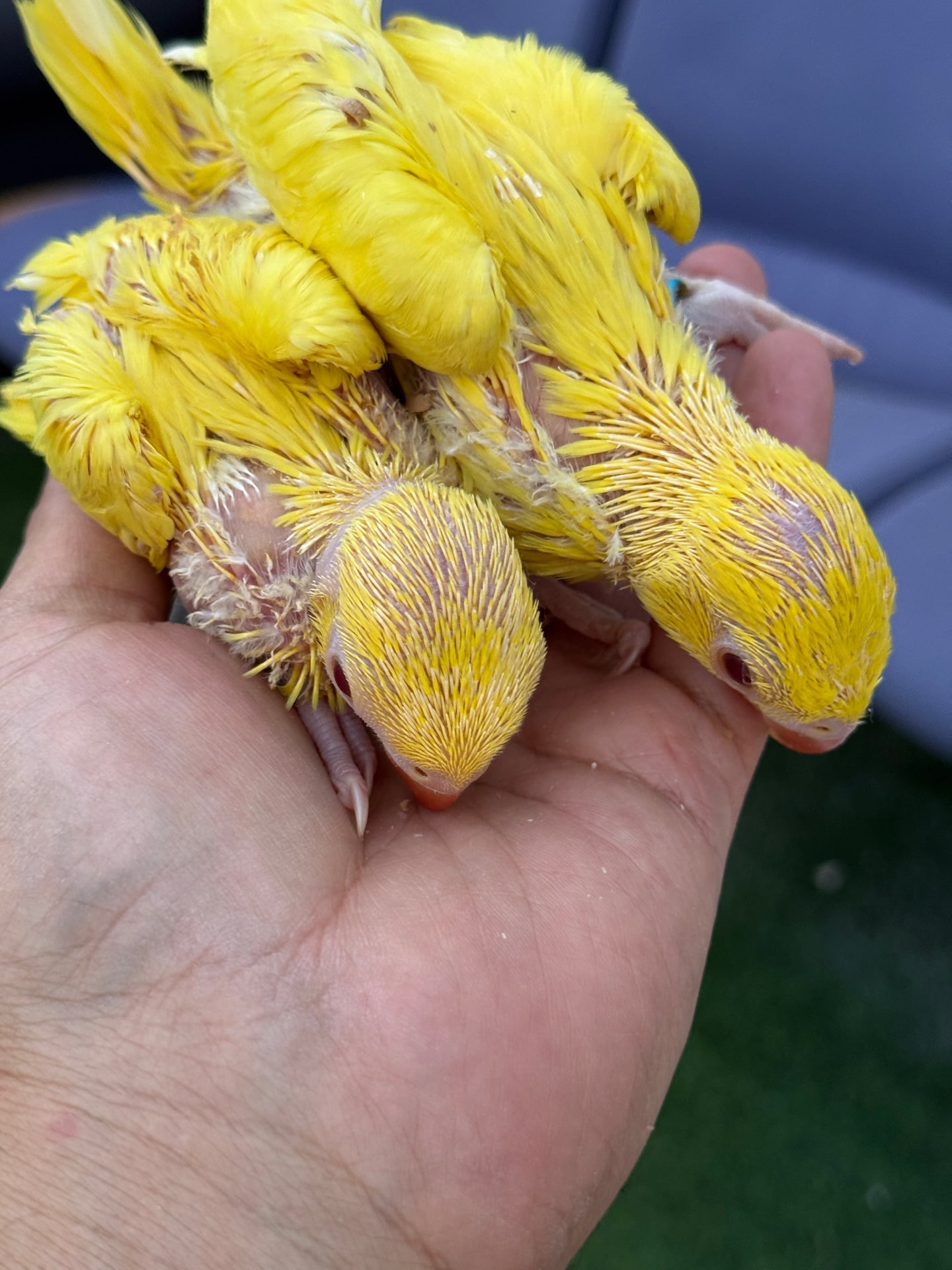 parrot ringneck yellow babies for sale big size18 to 20 days best age for traini - Image 3