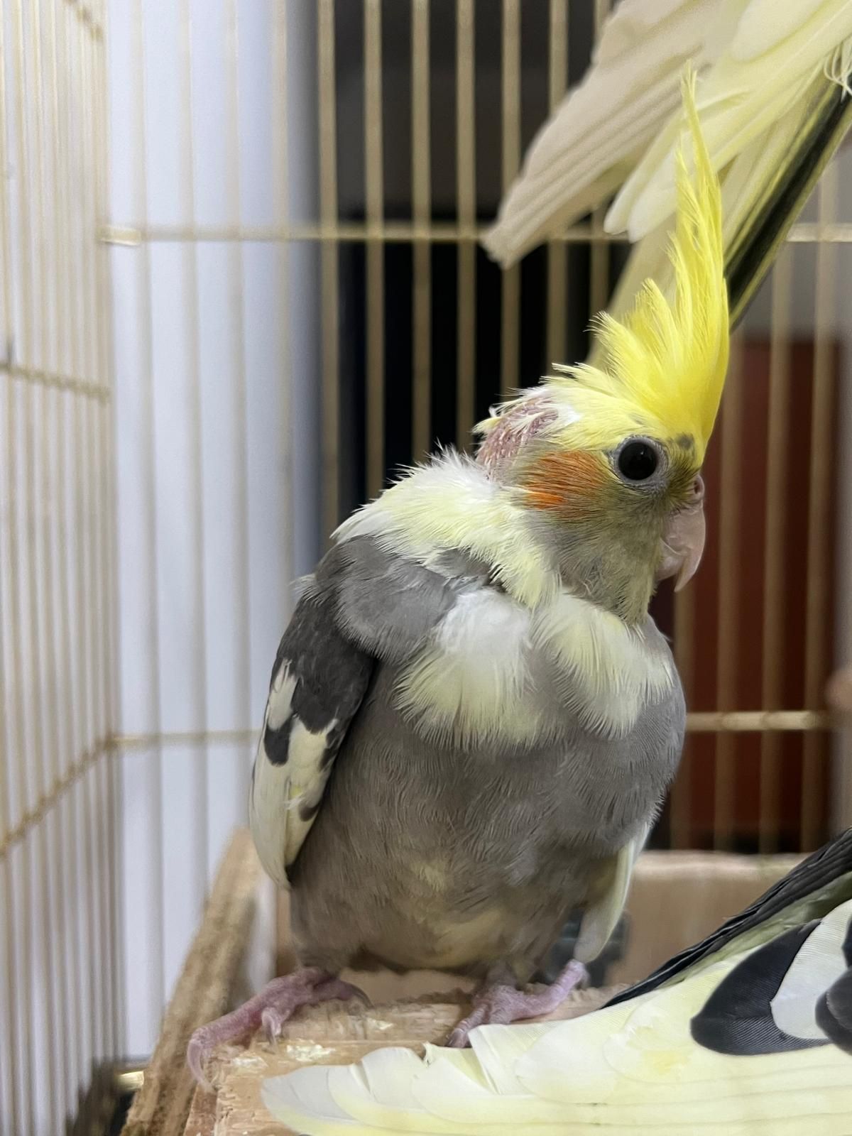  3 Cockatiel birds - Image 4