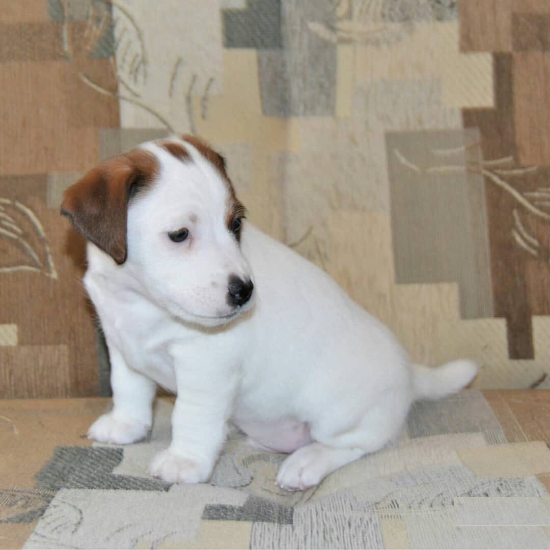 Jack Russell puppy  - Image 5
