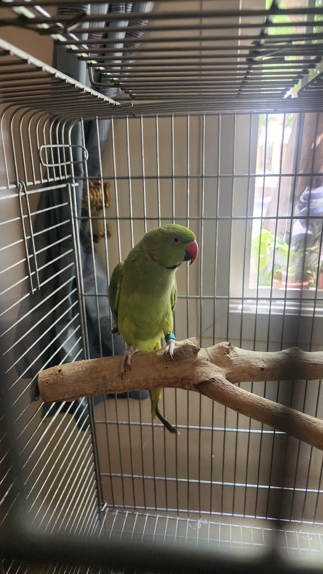 Paired indian neck parrot - Image 2