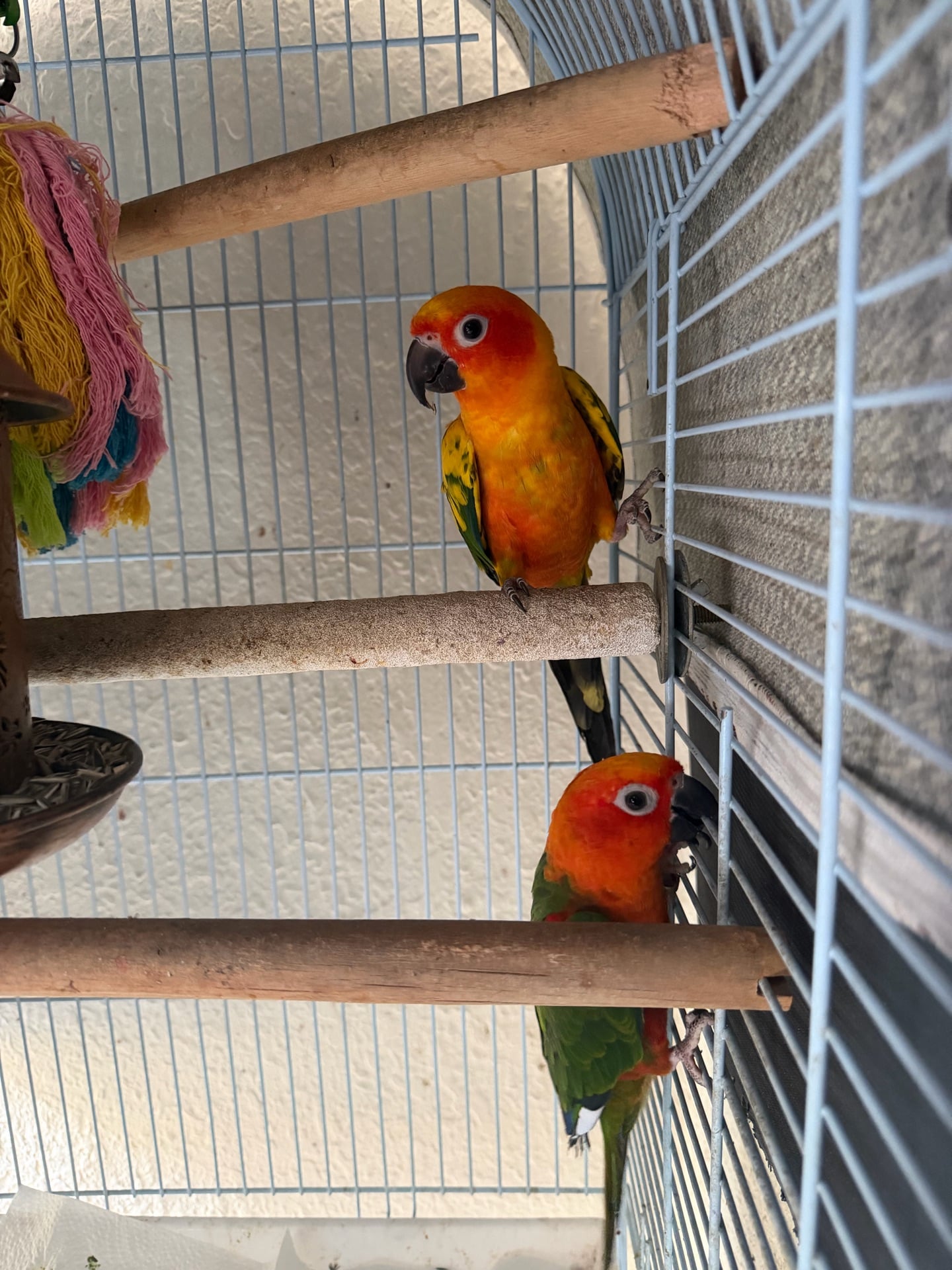 Pair of Sun Conure Male Birds - Image 4