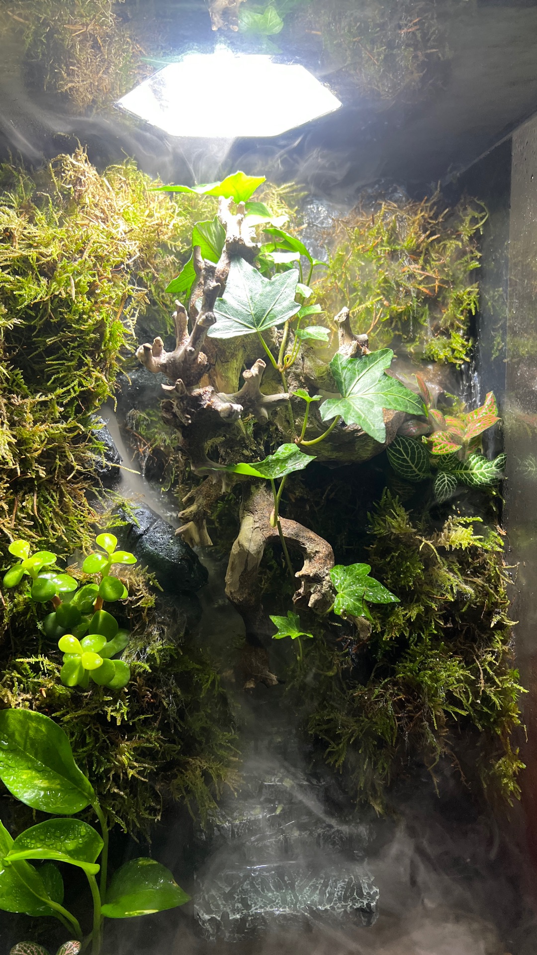  paludarium/terrarium for sale  - Image 7