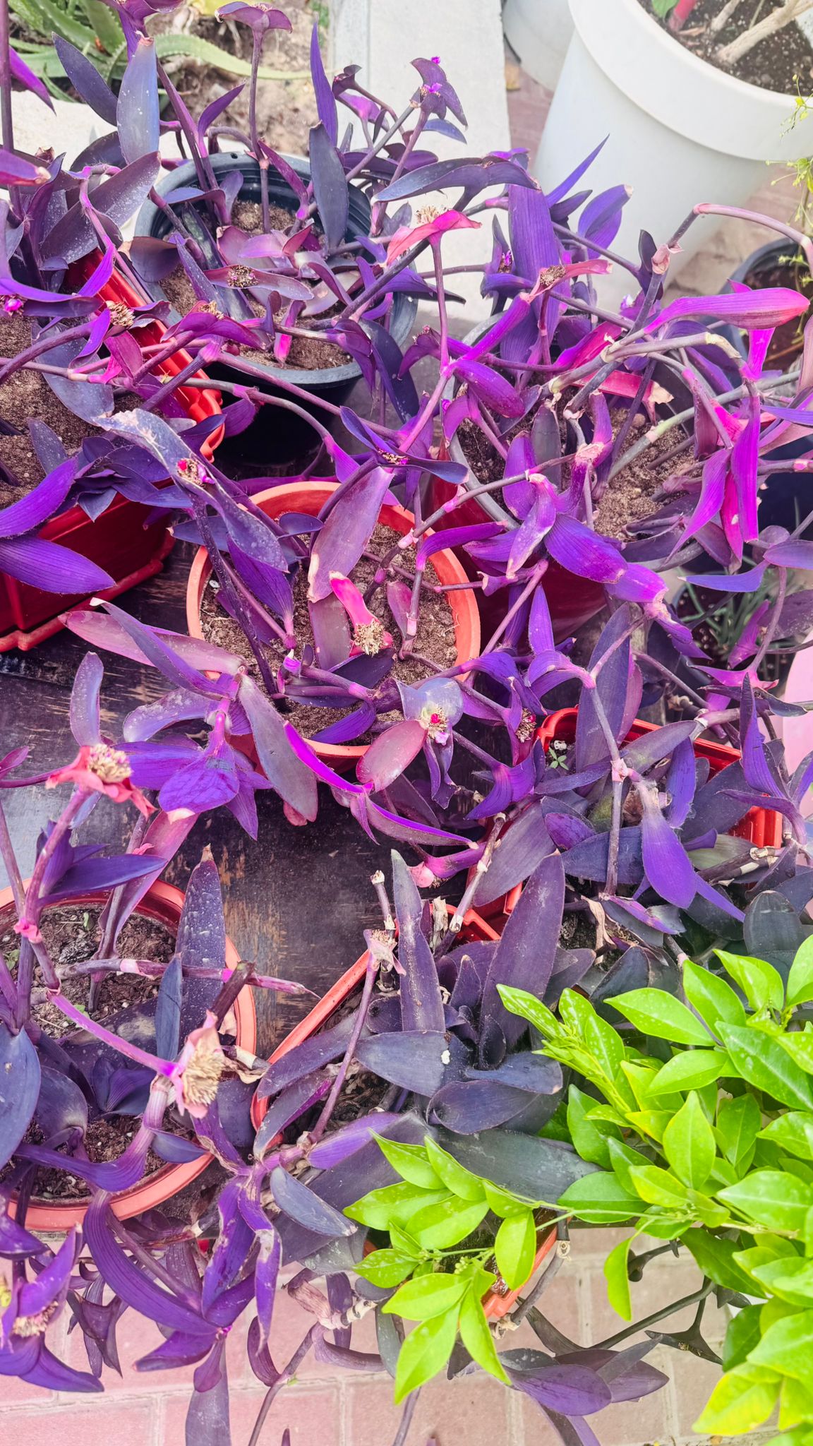 Purple heart plants and planters for sale! - Image 4