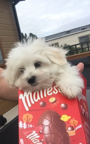  Teacup Maltese Puppiess - Image 3