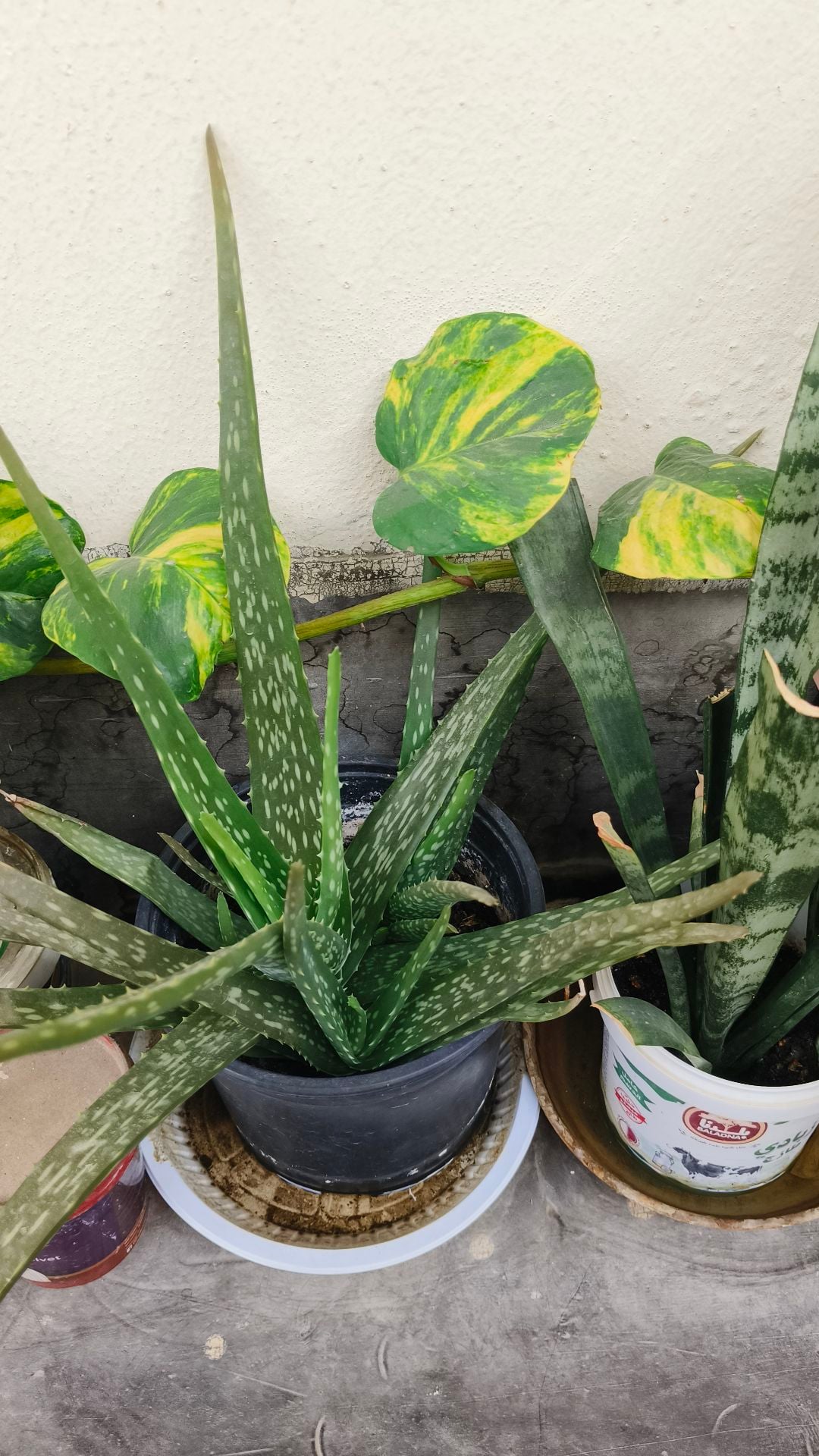 Fresh Aloe Vera plant - Image 2