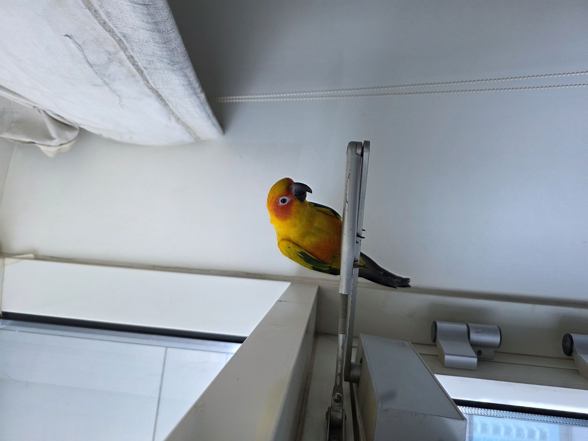 ببغاء Sunconure Mango - Image 6