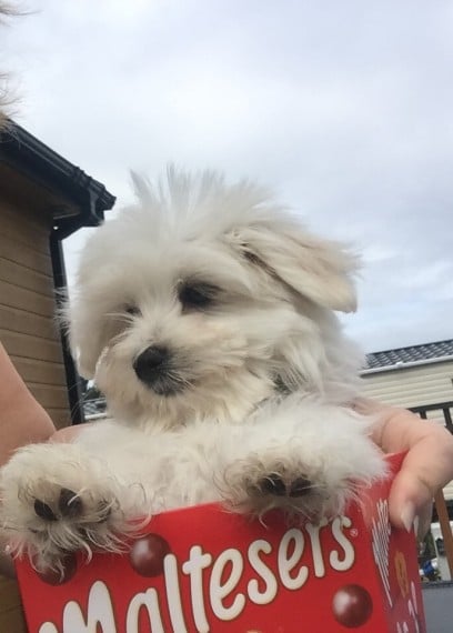 Teacup Maltese Puppiess - Image 1
