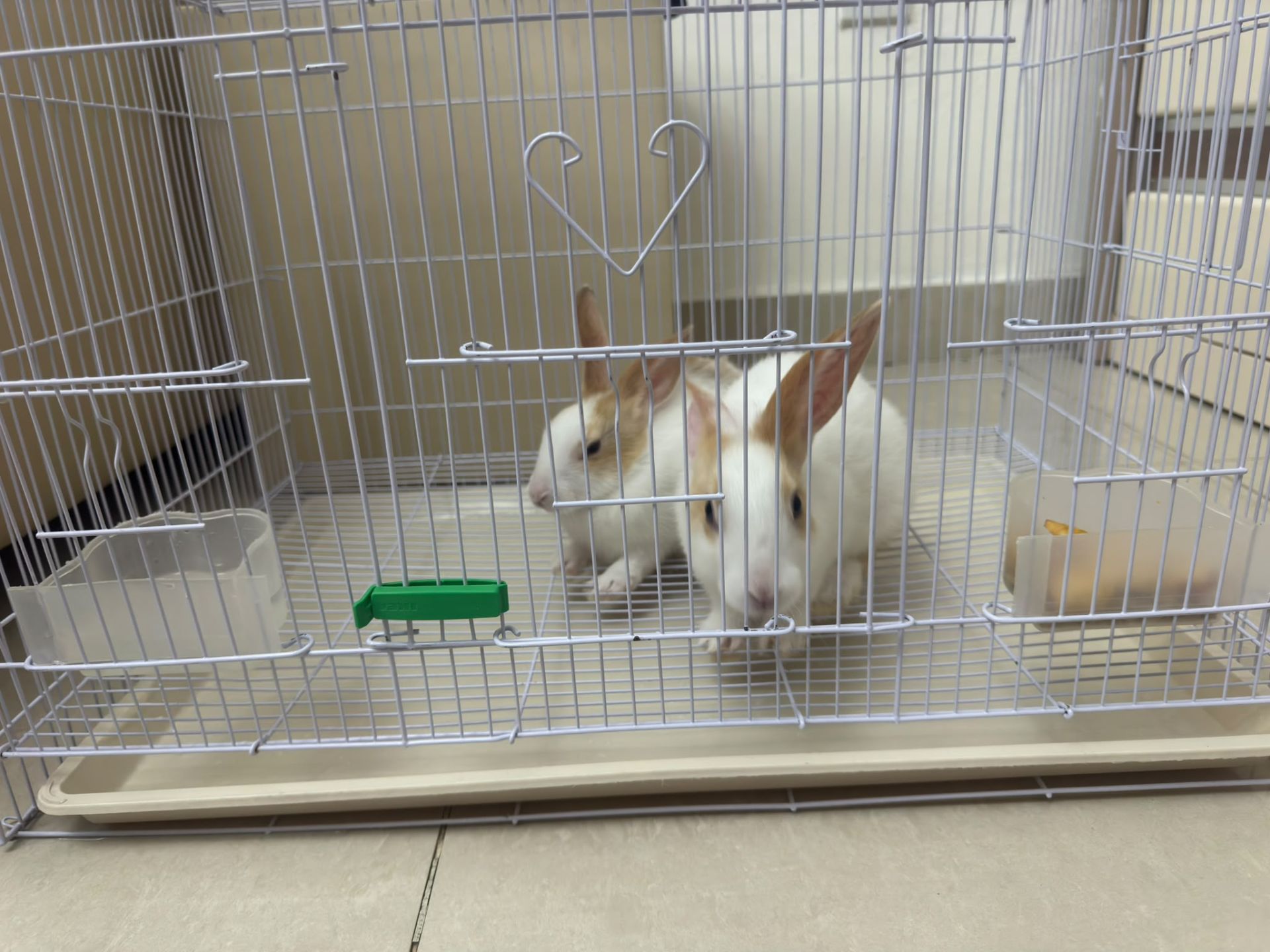Rabbits white pair with Cage - Image 6