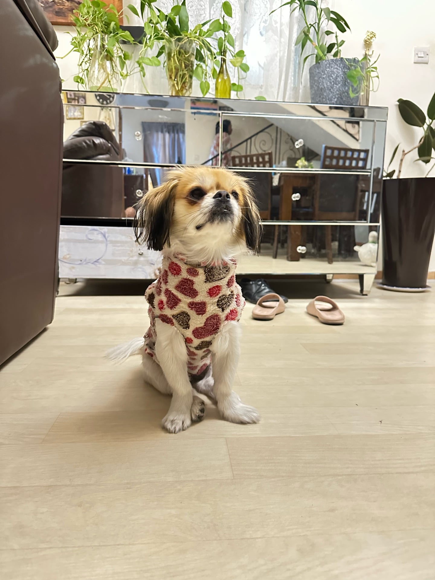 كلب صغير للبيع - Image 6