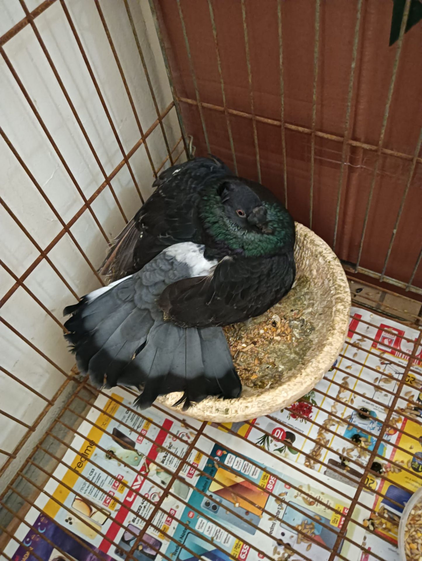 2 beatiful pegions with 2 eggs and 2 packets of its food - Image 5