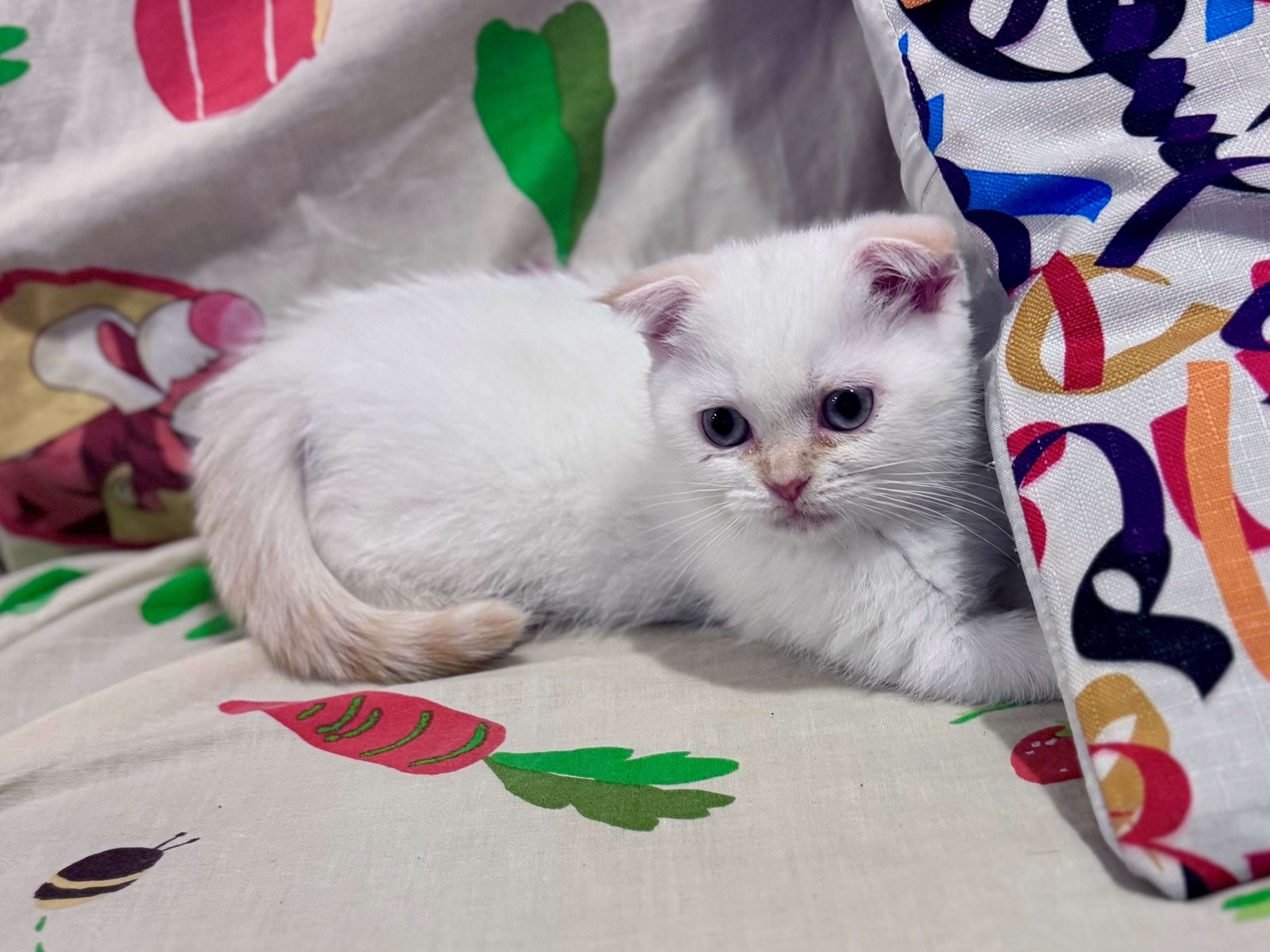 Beautiful Kitten 8 weeks old - Image 8