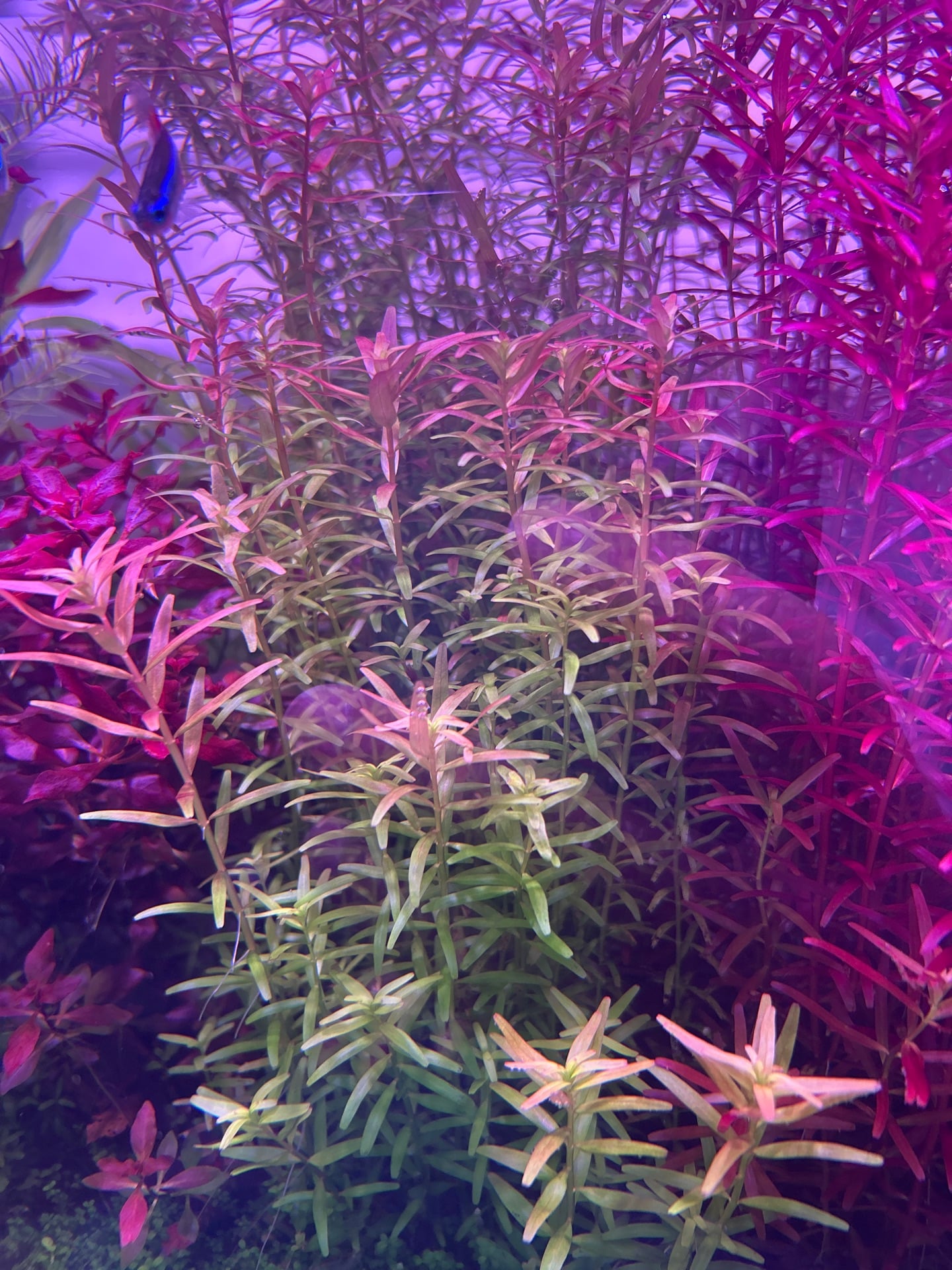 Aquarium Plant Trimmings - Image 2