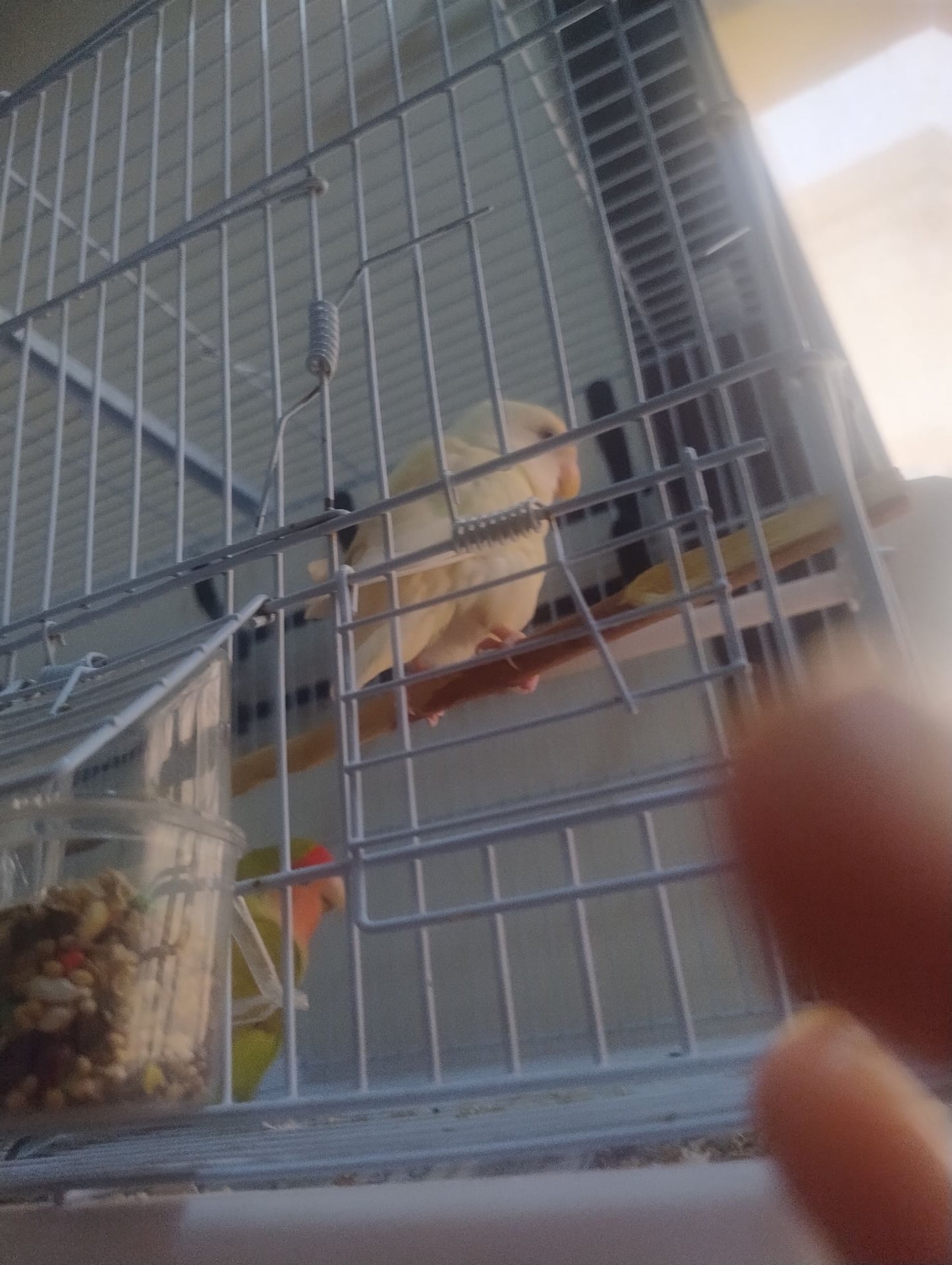 African Lovebirds - Image 4