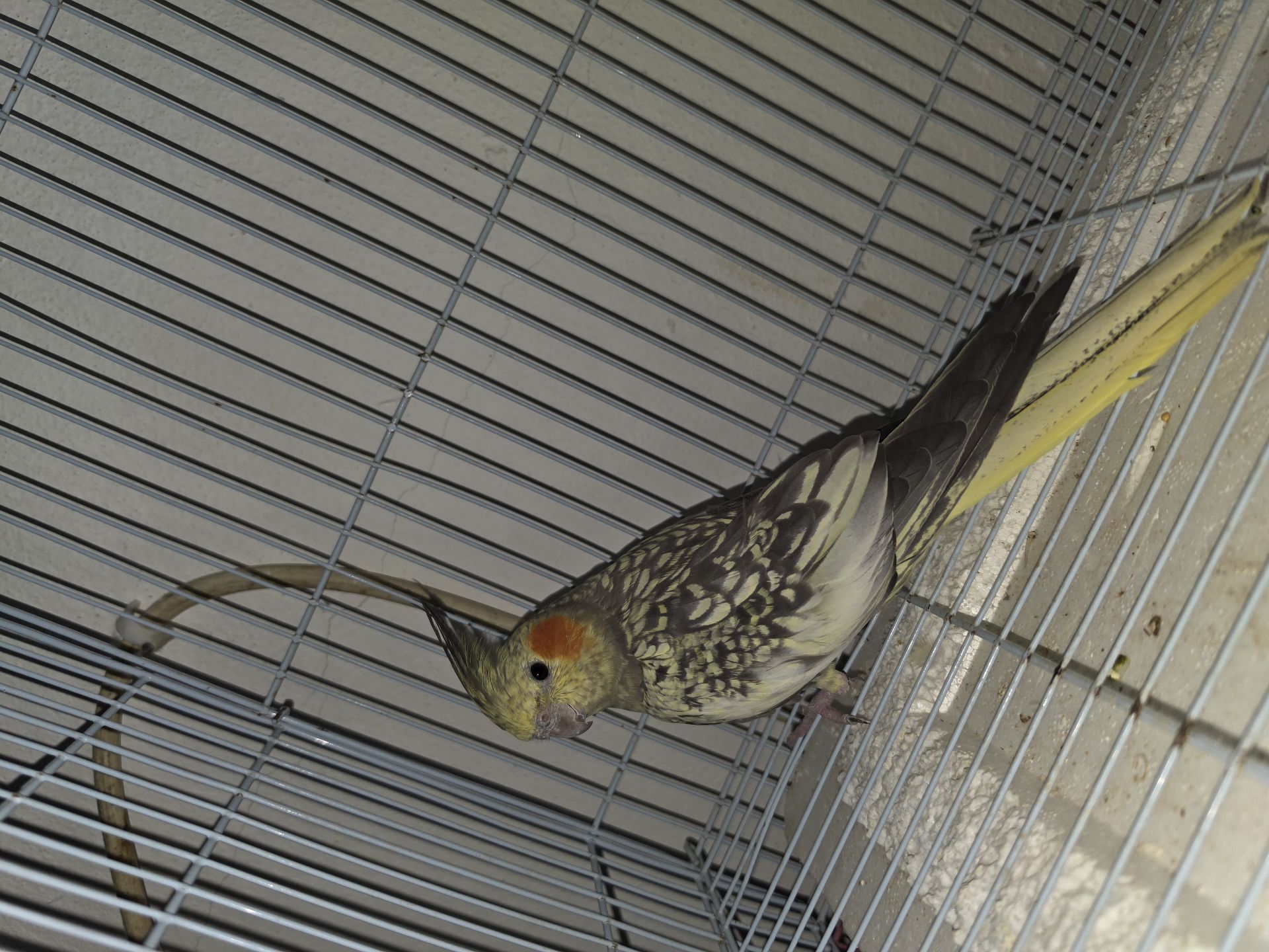 Bird - Image 1