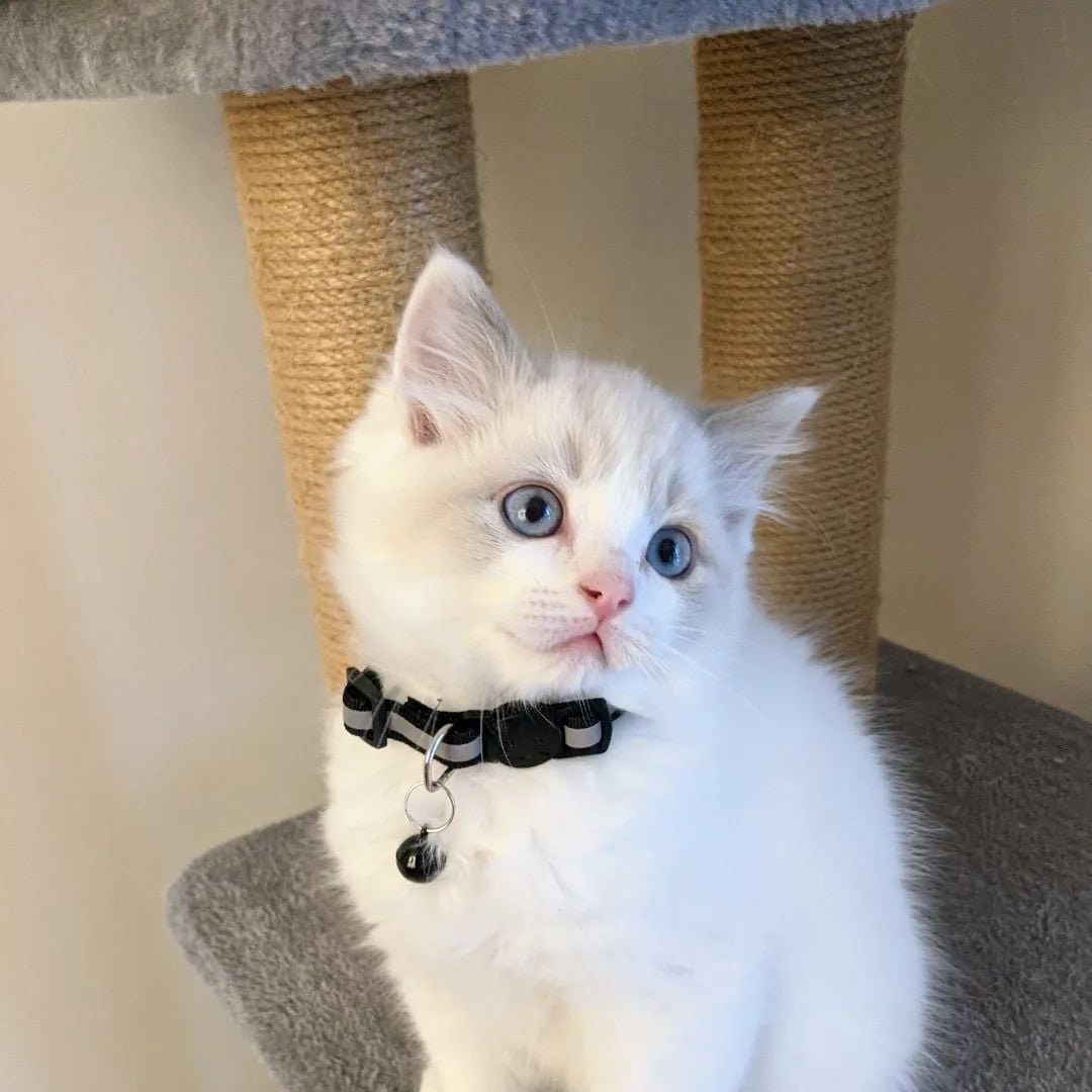 9-Weeks-Old Ragdoll  kitten for Sale - Image 3