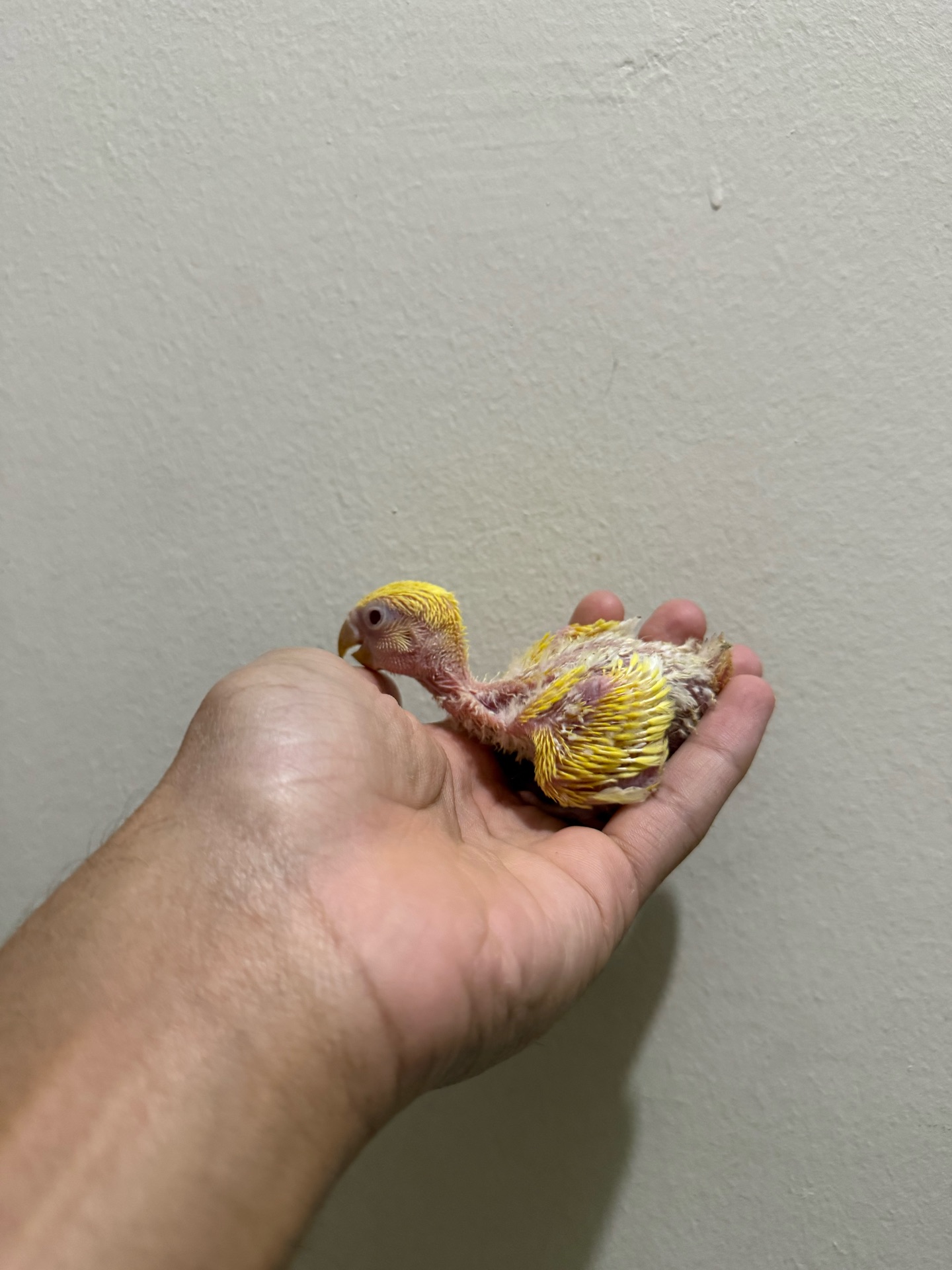 Love bird chick - Image 2