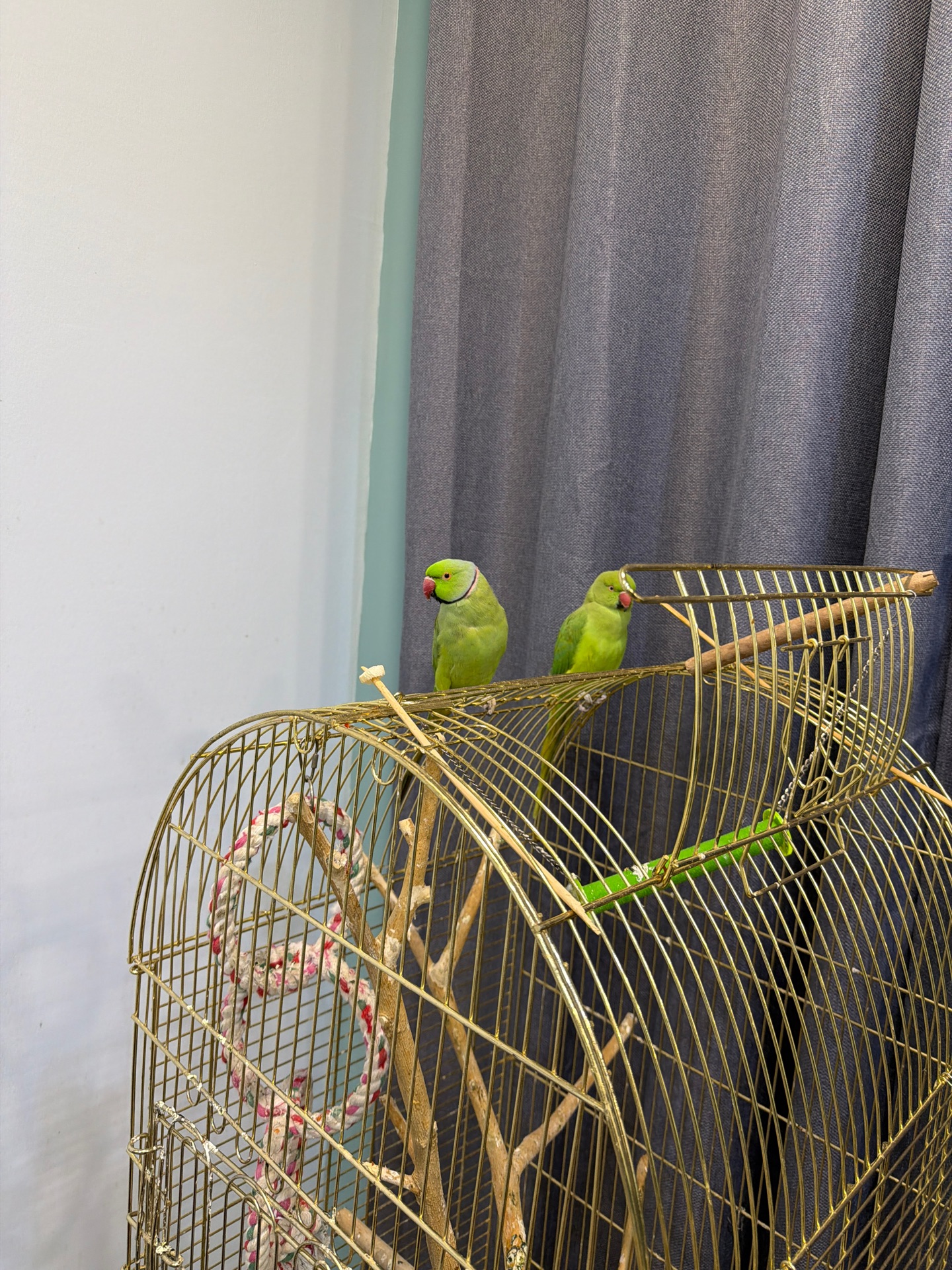 Parrots male and female - Image 5