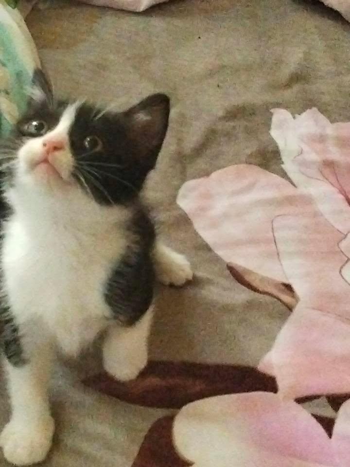 Two Persian mix male kittens for adoption FOR FREE  - Image 2