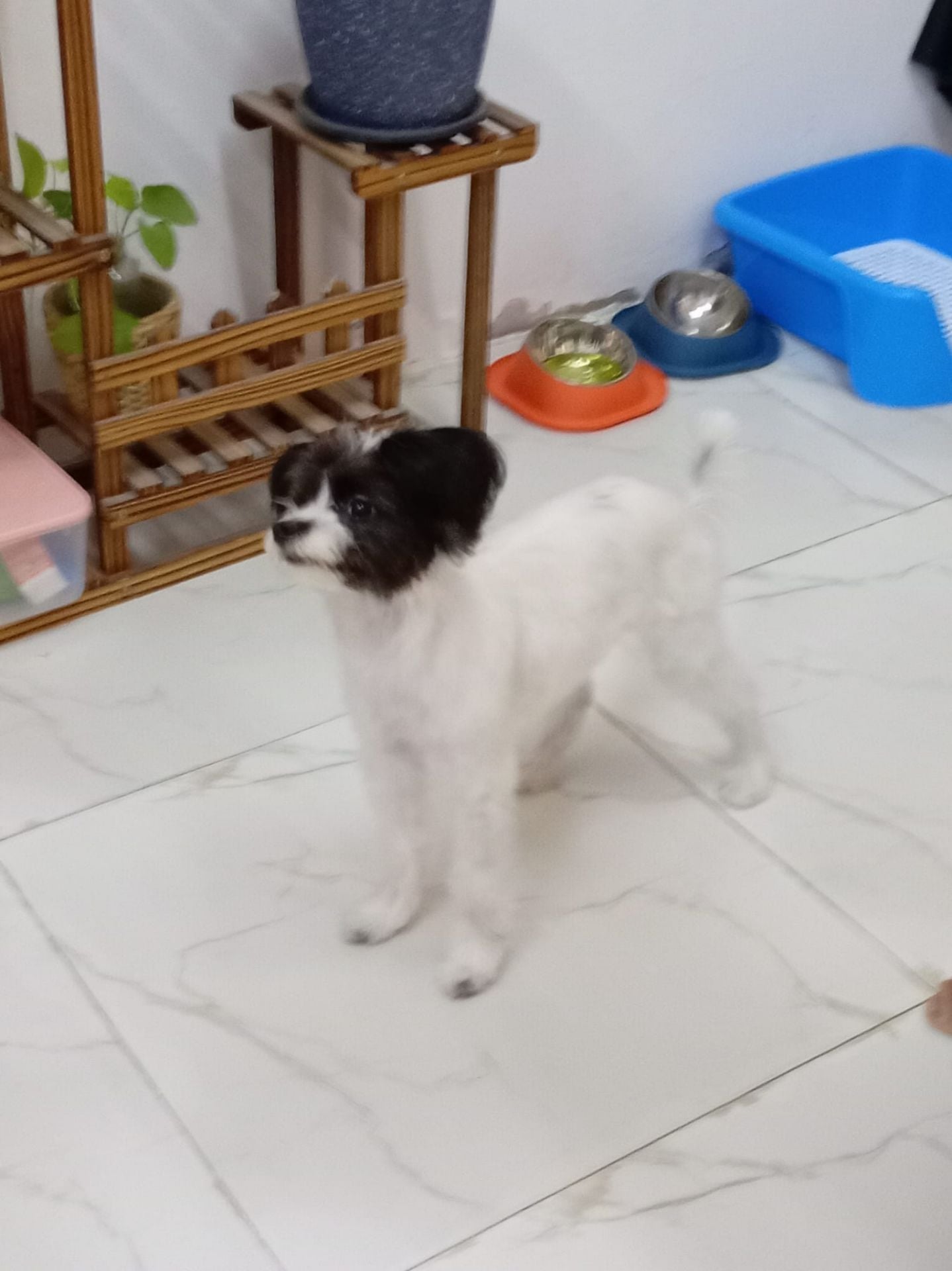 Dog for you🐶 - Image 1