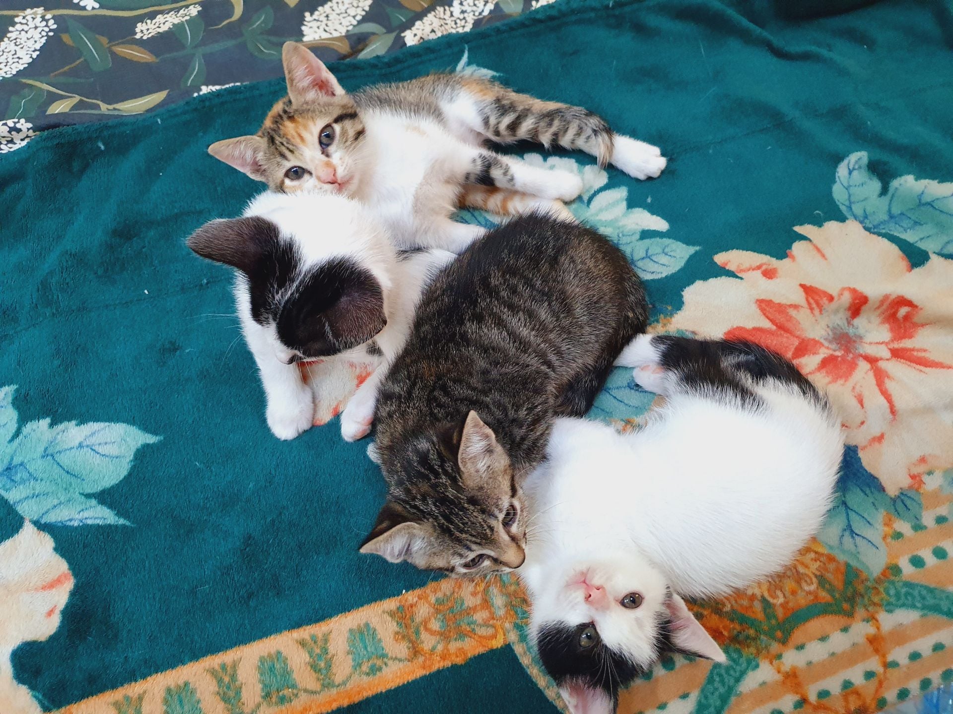 2.5 month's old kittens for adoption - Image 1