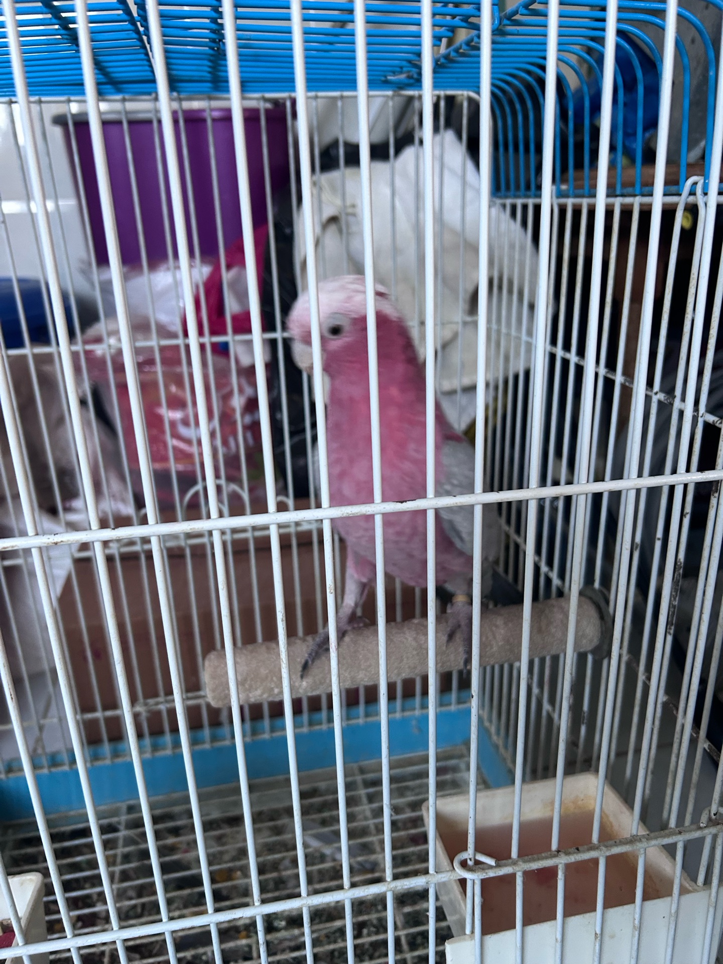 Galah - Image 3