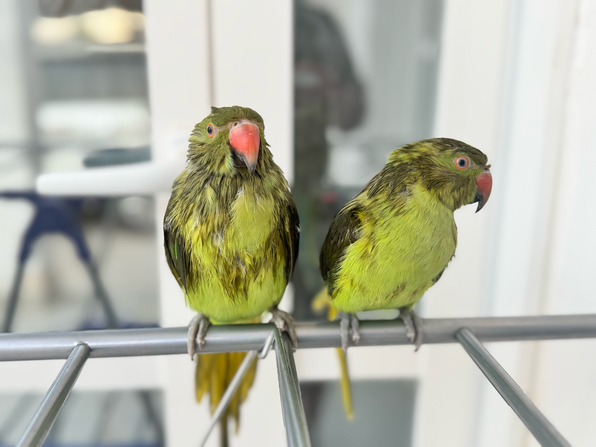 Green parrots pair - Image 1