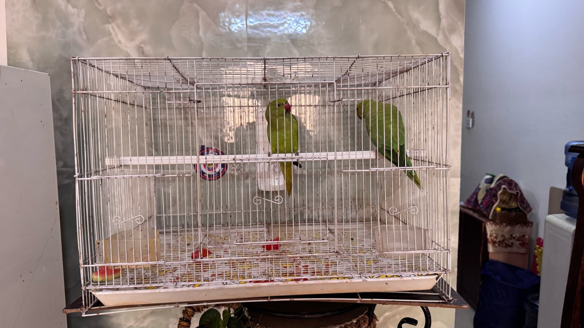 2 indian parrot with cage - Image 3