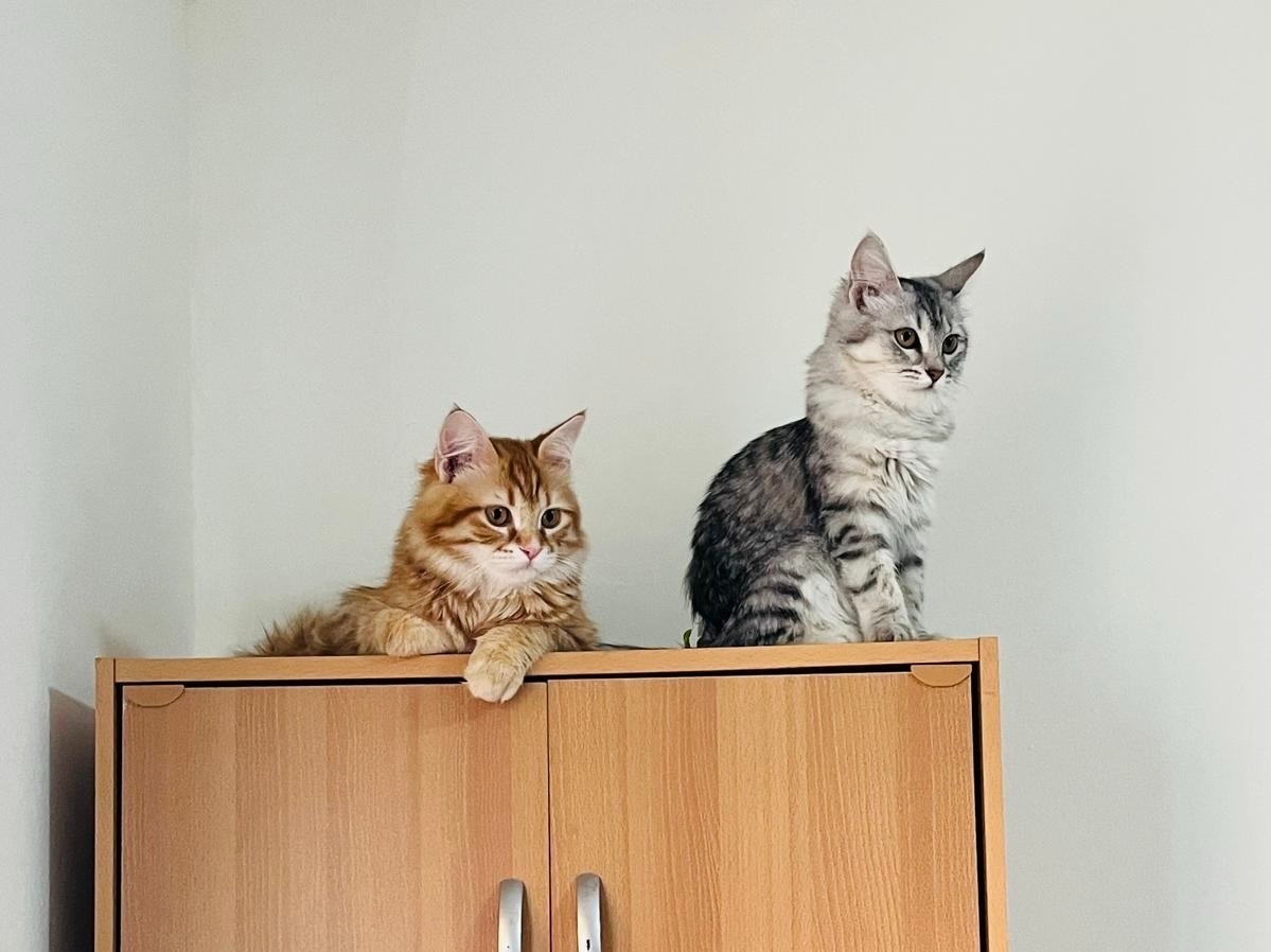 Vaccinated Half-Persian Cats for Free Adoption  - Image 6
