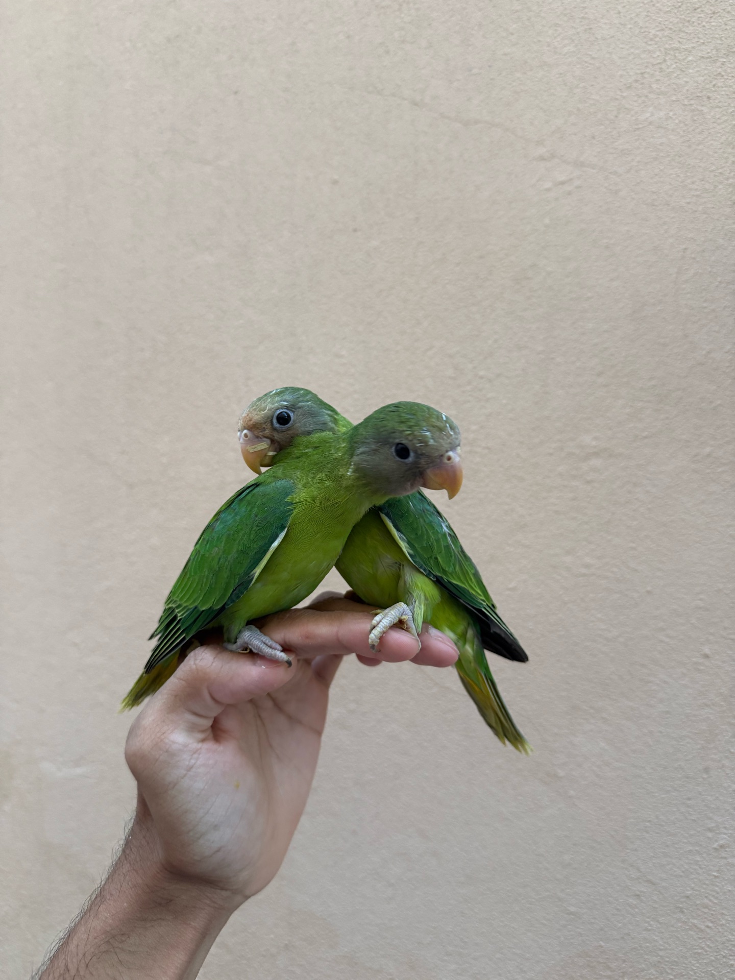 Plum headed parakeet - Image 2