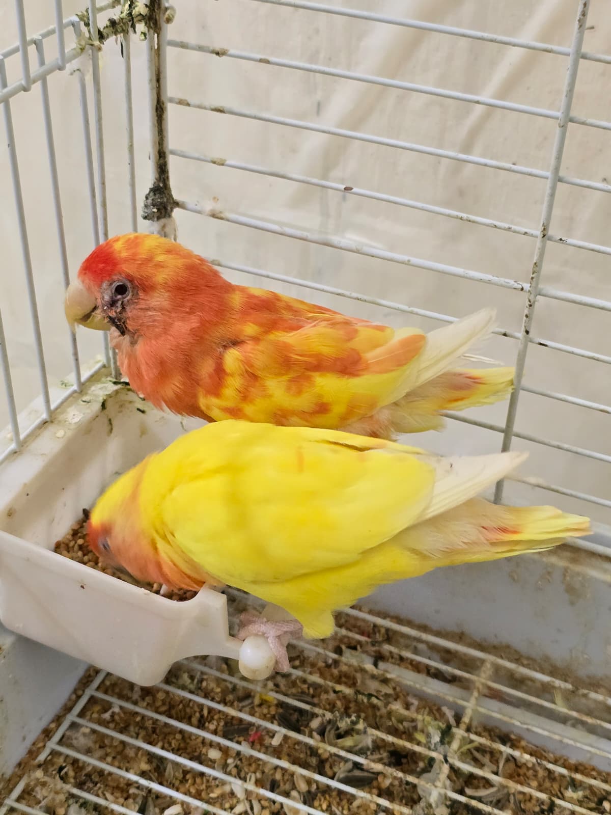 2 African love birds with cage for sale - Image 5